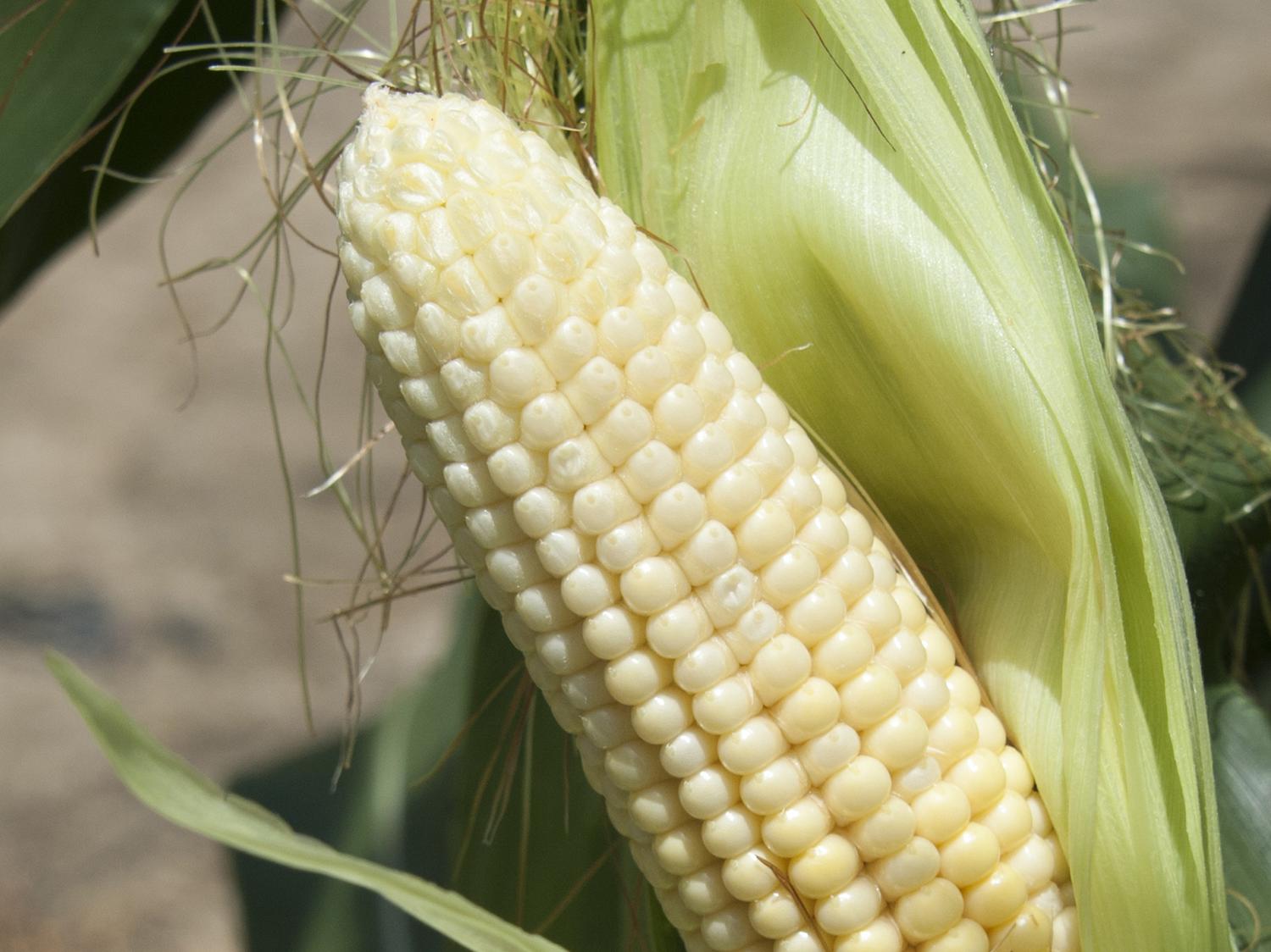 A variety of stresses, including saturated soils, can cause kernels at the tips of corn ears not to fill out. This ear was photographed July 1, 2014, at Mississippi State University's R.R. Foil Plant Science Research Center in Starkville, Mississippi. (Photo by MSU Ag Communications/Kat Lawrence)