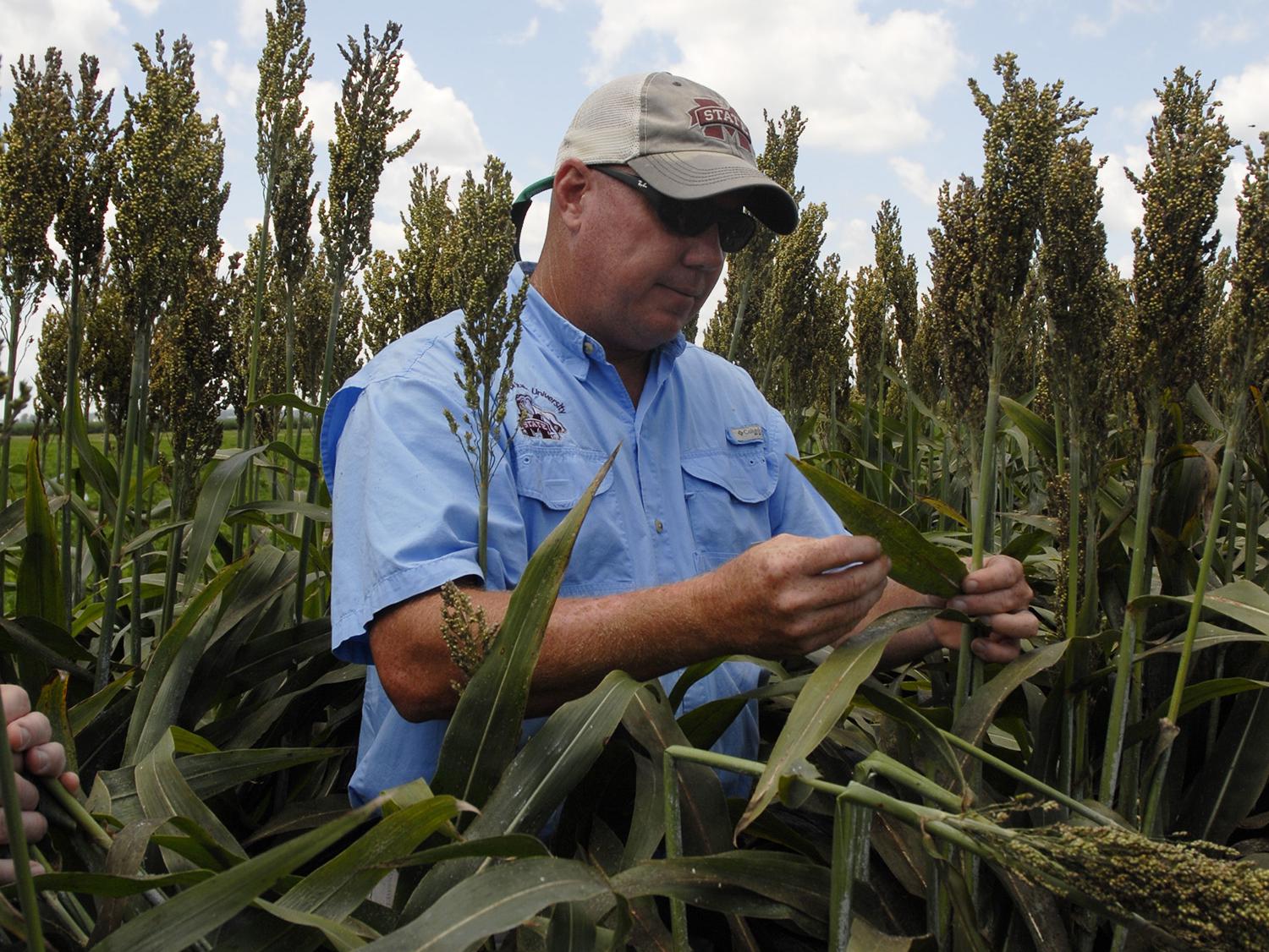 Jeff Gore, an entomology expert with the Mississippi State University Extension Service and the Mississippi Agricultural and Forestry Experiment Station, surveys white sugarcane aphid damage in a grain sorghum research plot near Stoneville, Mississippi, on Aug. 13, 2014. (Photo by MSU Ag Communications/Bonnie Coblentz)