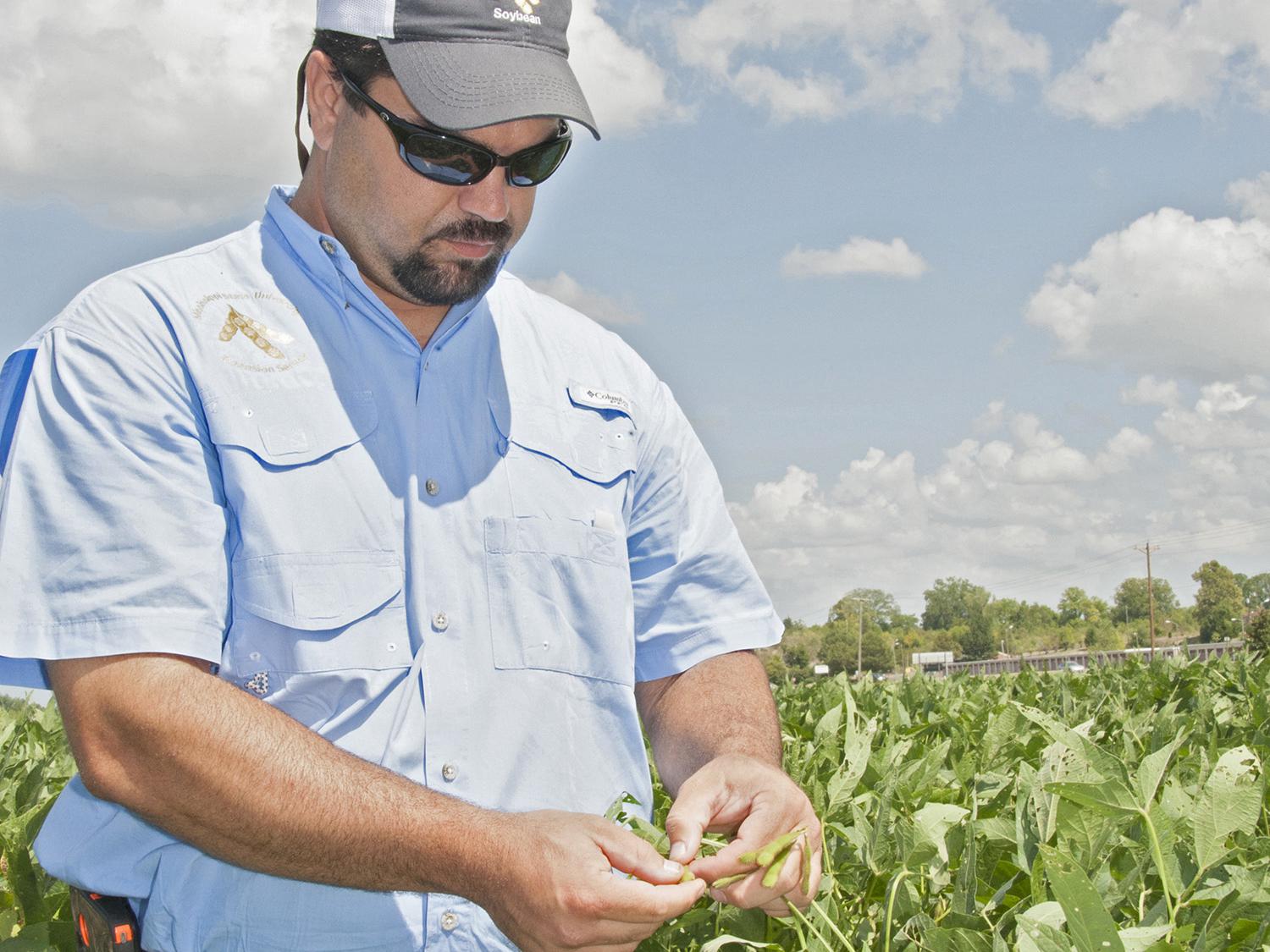 Trent Irby, Mississippi State University Extension Service soybean specialist, checks the maturity stage of soybeans planted at the R.R. Foil Research Center on the MSU campus Aug. 21, 2014. Mississippi soybean growers are expected to harvest a record yield this year. (Photo by MSU Ag Communications/Kat Lawrence)