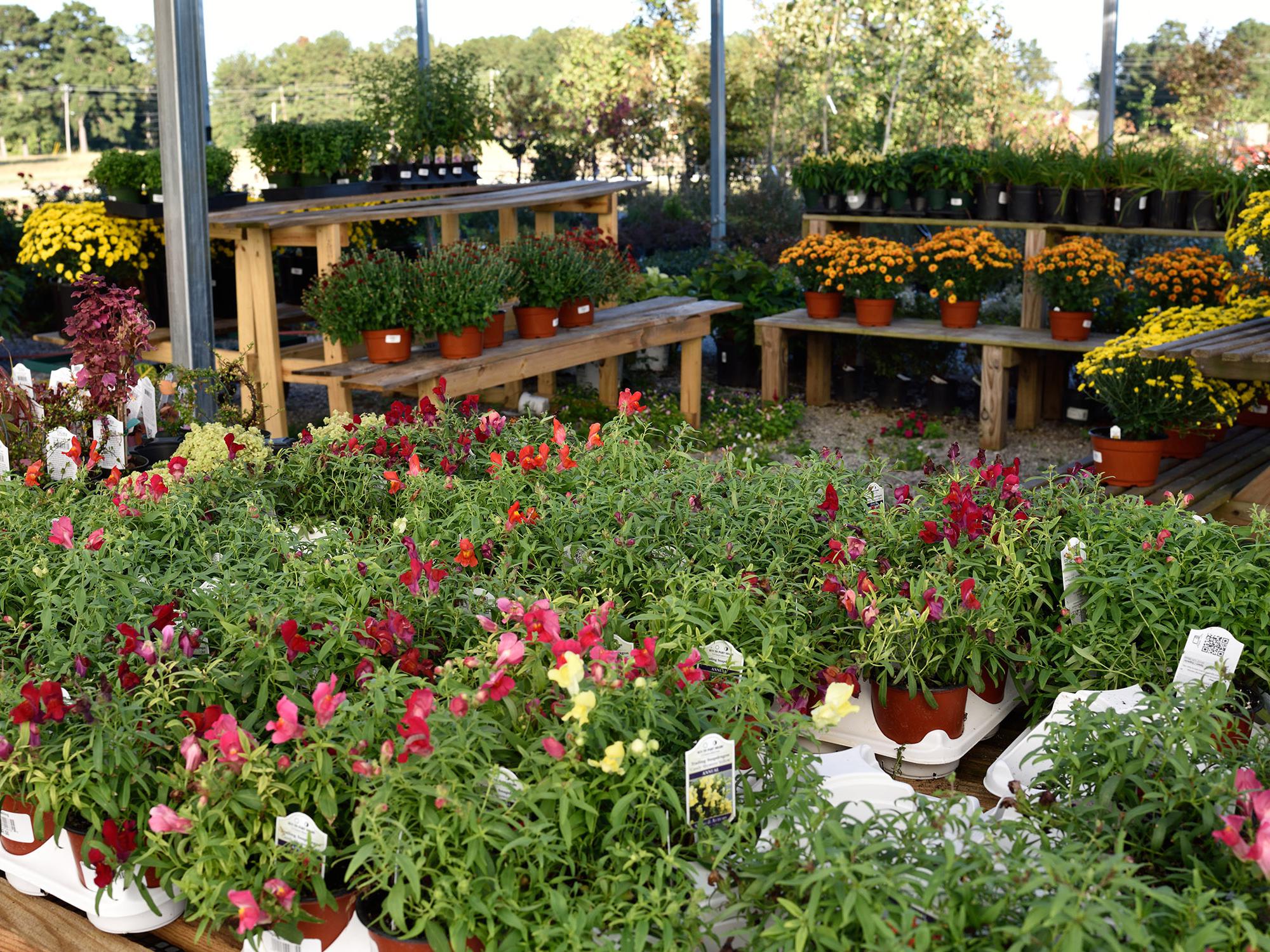 Shrubs, trees, bedding plants and seasonal mums are displayed at Evergreen Garden Center in Louisville on Sept. 24, 2014. Gardeners bought more landscaping products in 2014 than in recent years. (Photo by MSU Ag Communications/Kevin Hudson)