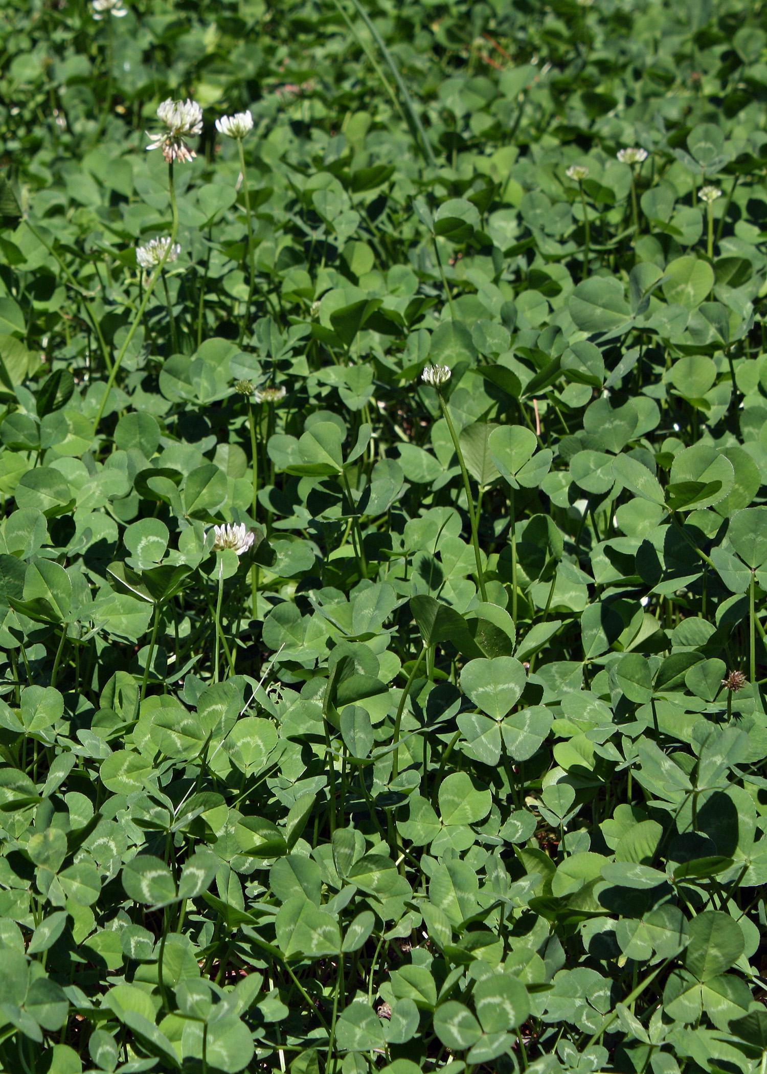 Perennial white clover is an ideal food plot plant. It is a lush groundcover that fixes nitrogen in the soil, attracts deer and provides protein. (Photo courtesy of Bronson Strickland)