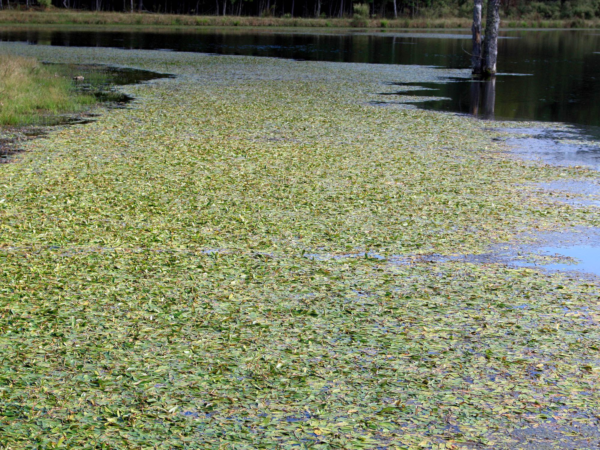Prevention is the best way to control pond weeds, such as this American pondweed growing in Clay County in 2008, but physical, mechanical, biological and chemical control measures can be used once weeds become established. (File photo courtesy of Wes Neal)