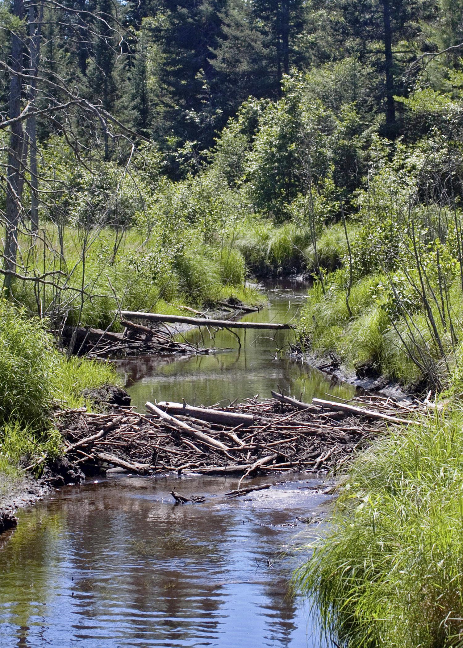 Beaver activity, such as this dam, can significantly alter the surrounding habitat, for the worse or for the better. (Photo from iStock)