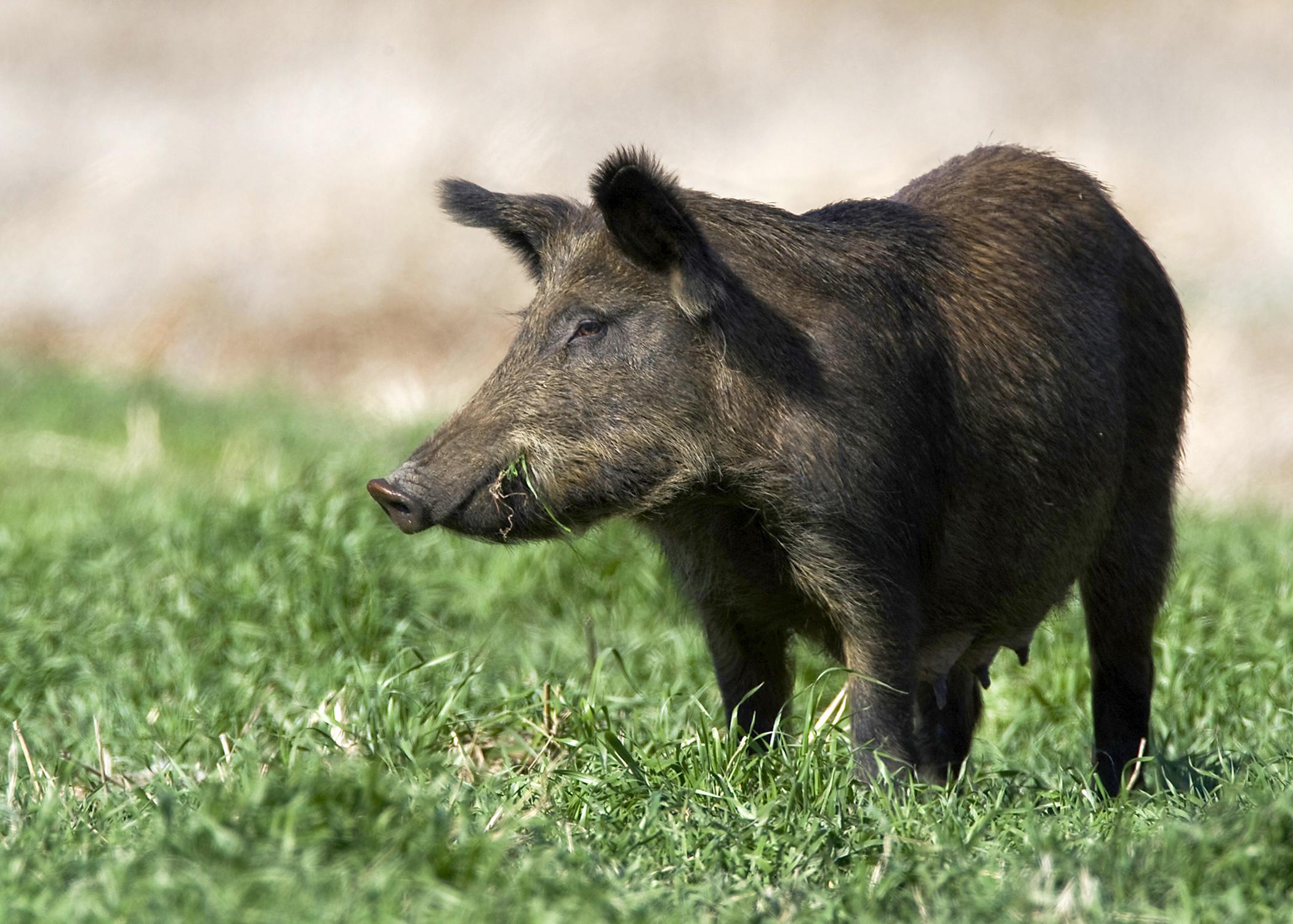 Wild hogs reproduce quickly, have few natural predators and can cause damage and spread disease, making them more than a mere nuisance to humans. (Photo by iStock)