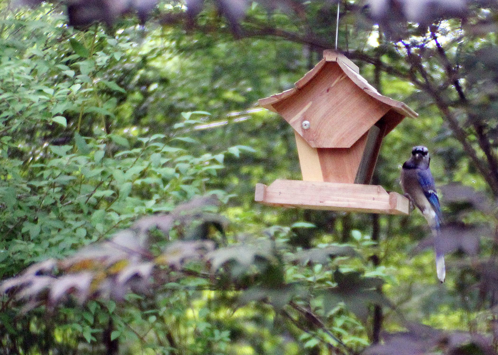 Consistently providing nutritious seeds and nuts to songbirds in the wintertime can offer humans a closer view of these wild animals. (Photo by Marina Denny)
