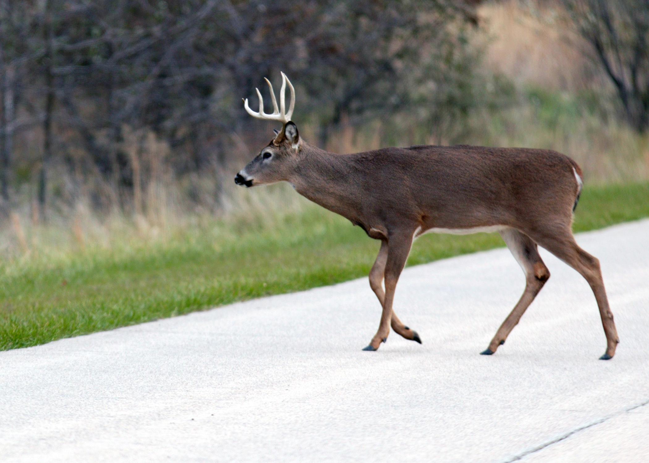Wildlife-vehicle collisions often occur at dawn and dusk, when wildlife are most active. (Submitted photo)