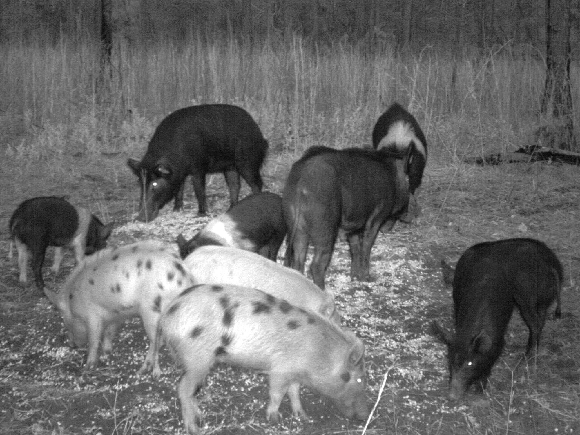 Before building a trap, landowners and managers should use whole-kernel, shelled corn to establish bait sites that attract wild hogs. (Photo courtesy of Rob Holtfreter)
