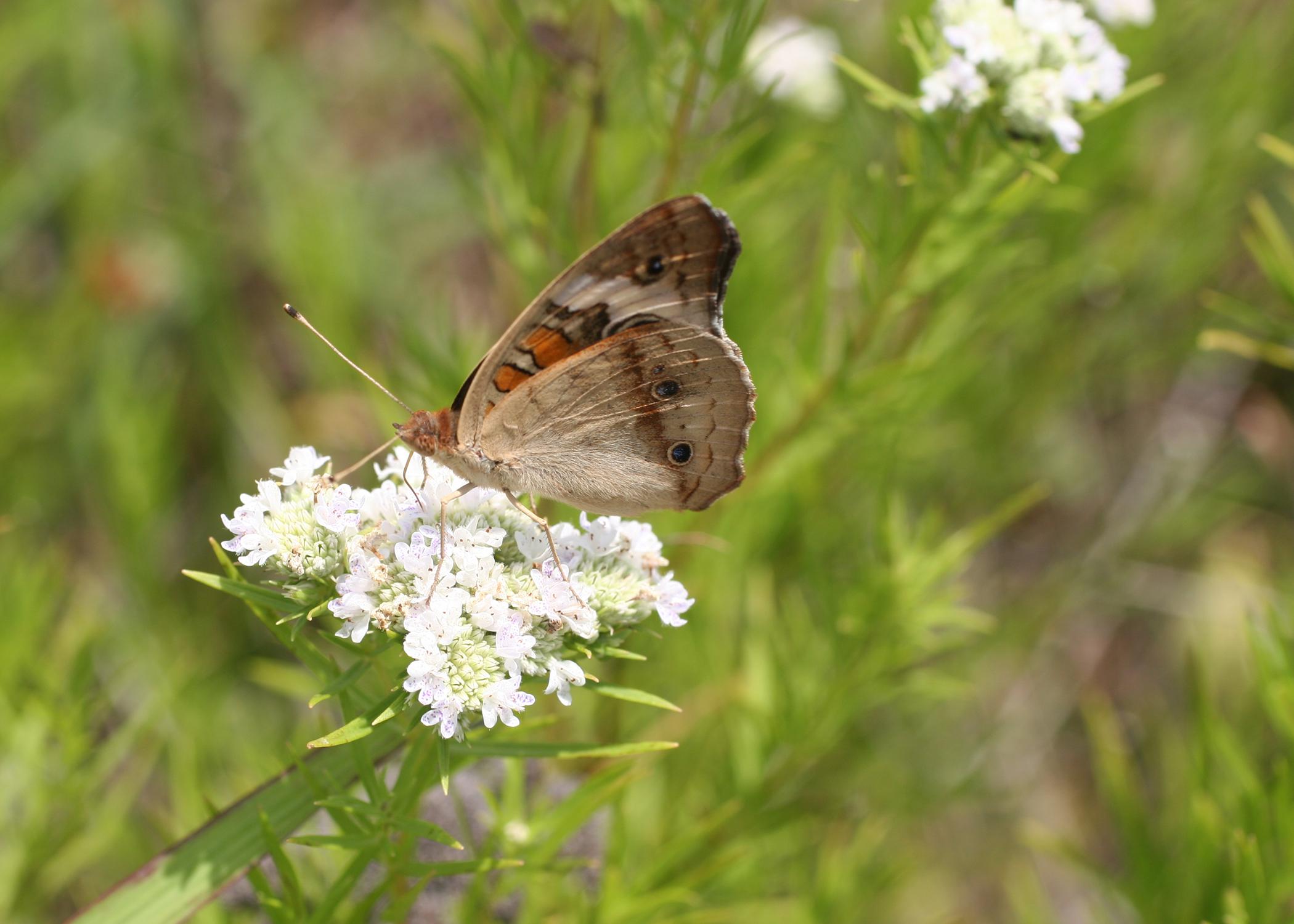 Using native plants in the landscape will attract a variety of pollinators, such as this buckeye butterfly. (Submitted photo)
