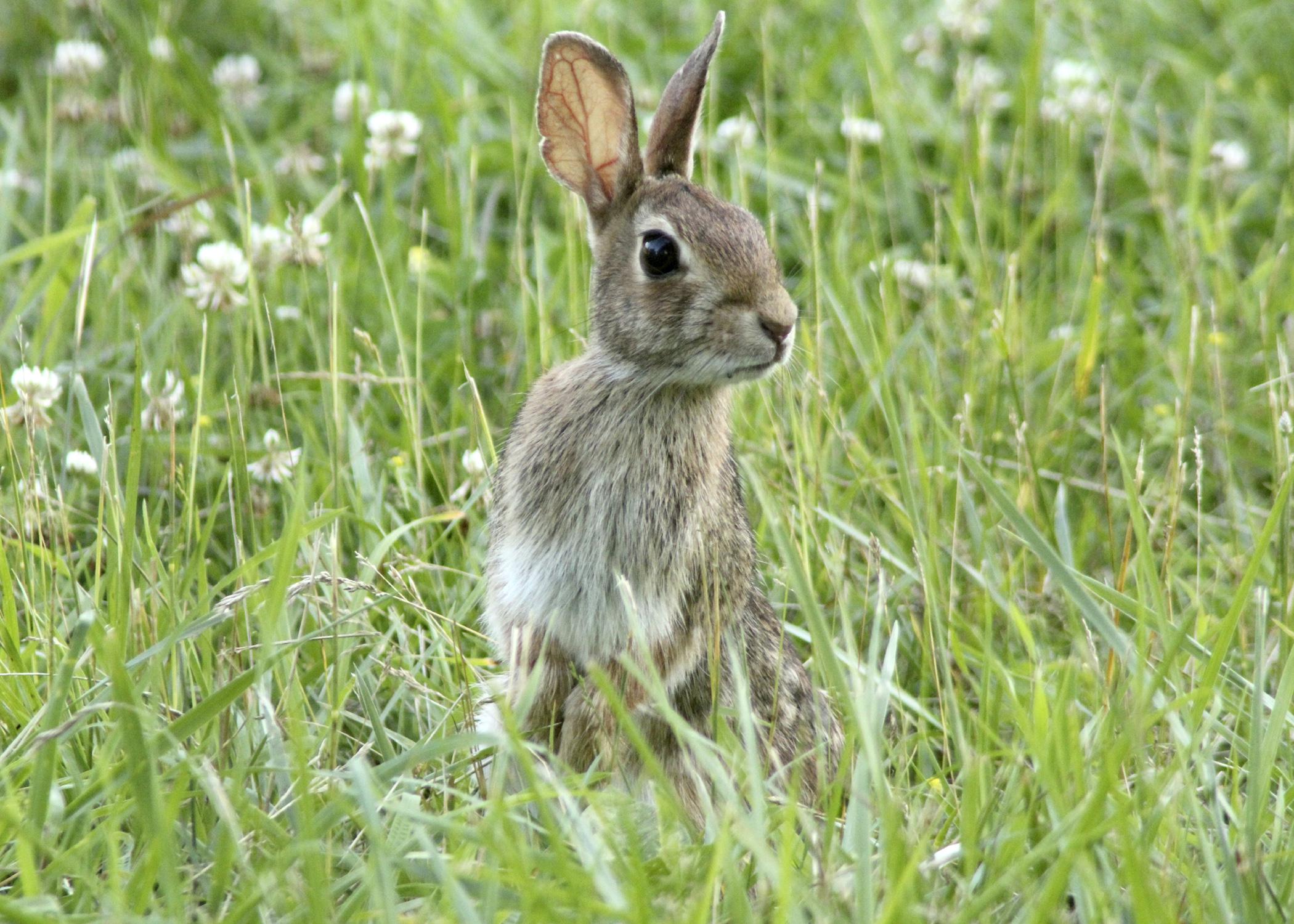 Eastern cottontail rabbits are common in urban, suburban and rural areas where abundant food and shelter are available. (Photo by iStock)