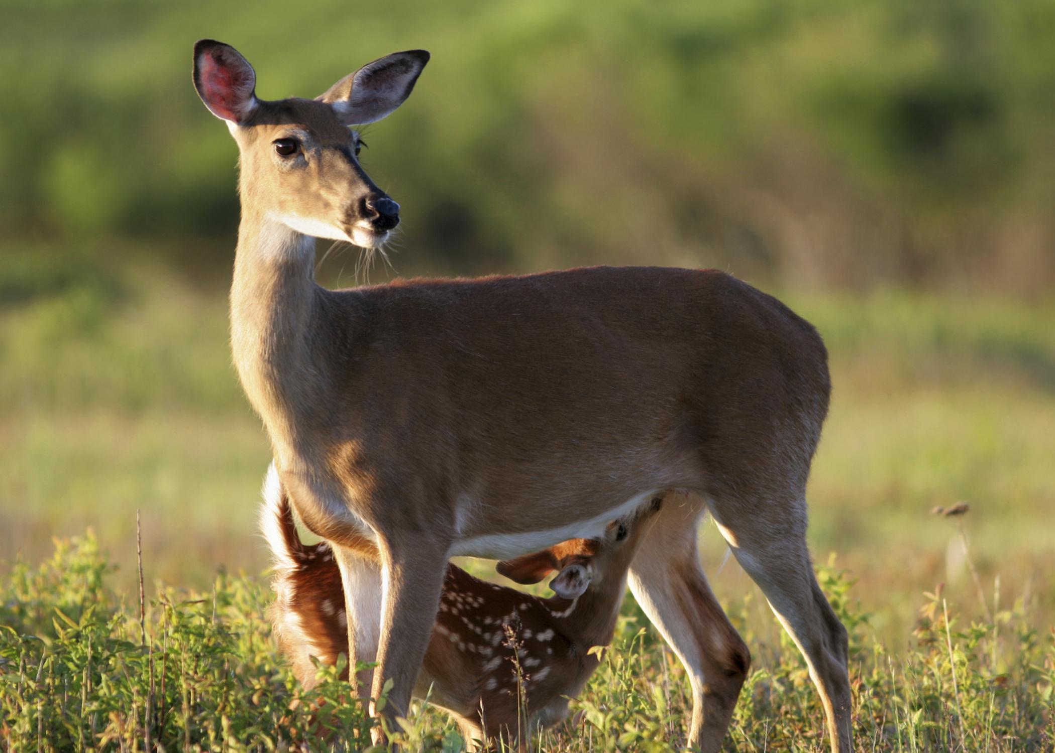 Growing fawns costs mother does a lot of energy, and providing milk for the young deer requires does to consume a lot of high-quality food to produce the right amounts of milk. (Photo by iStock)