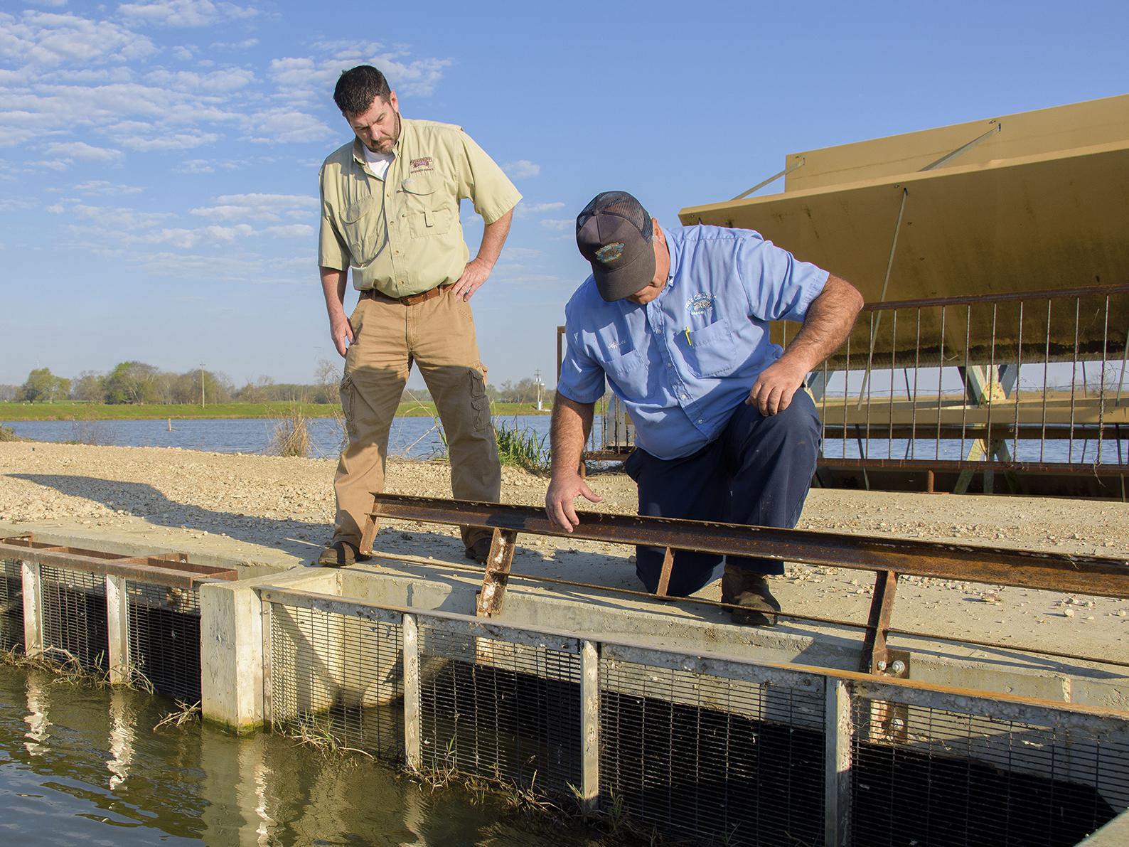 Split-cell catfish ponds circulate oxygen-rich water from the larger lagoon through channels to the smaller side where catfish grow. On March 21, 2017, Mississippi State University Extension aquaculture specialist Mark Peterman, left, and Jeff Lee of Lee’s Catfish in Macon examined the fencing that contains fish in this Noxubee County catfish pond. (Photo by MSU Extension Service/Kevin Hudson)