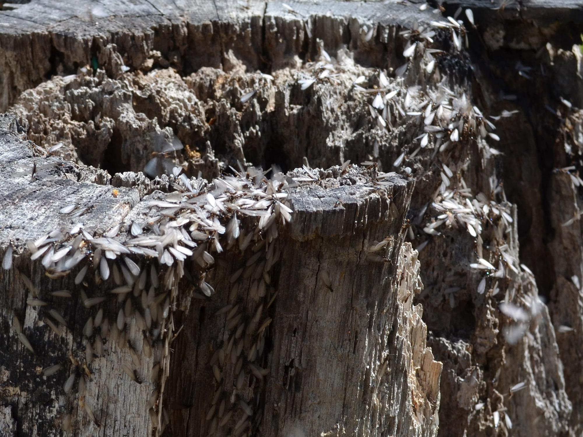 Termites swarming on this decaying tree stump are a healthy part of nature, but homeowners must take steps to make sure they do not infest houses. (Photo by MSU Extension Service/Linda Breazeale)