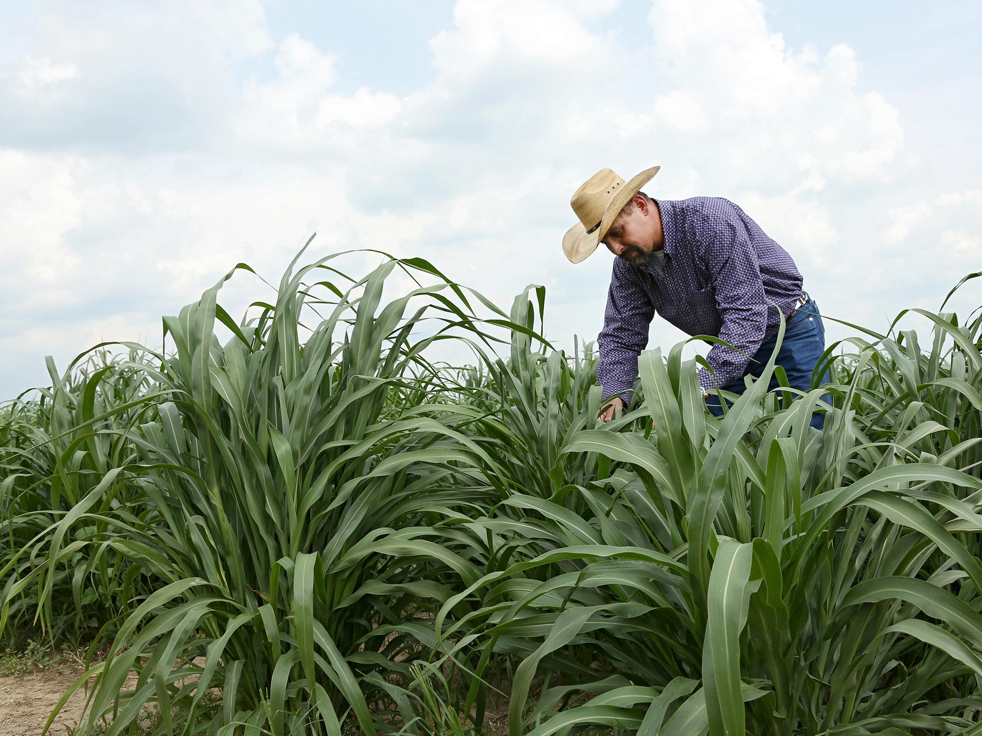 Award-winning forage specialist Rocky Lemus, associate Extension and research professor at Mississippi State University, examines grass growing in 2015 research plots. (MSU Extension Service file photo)