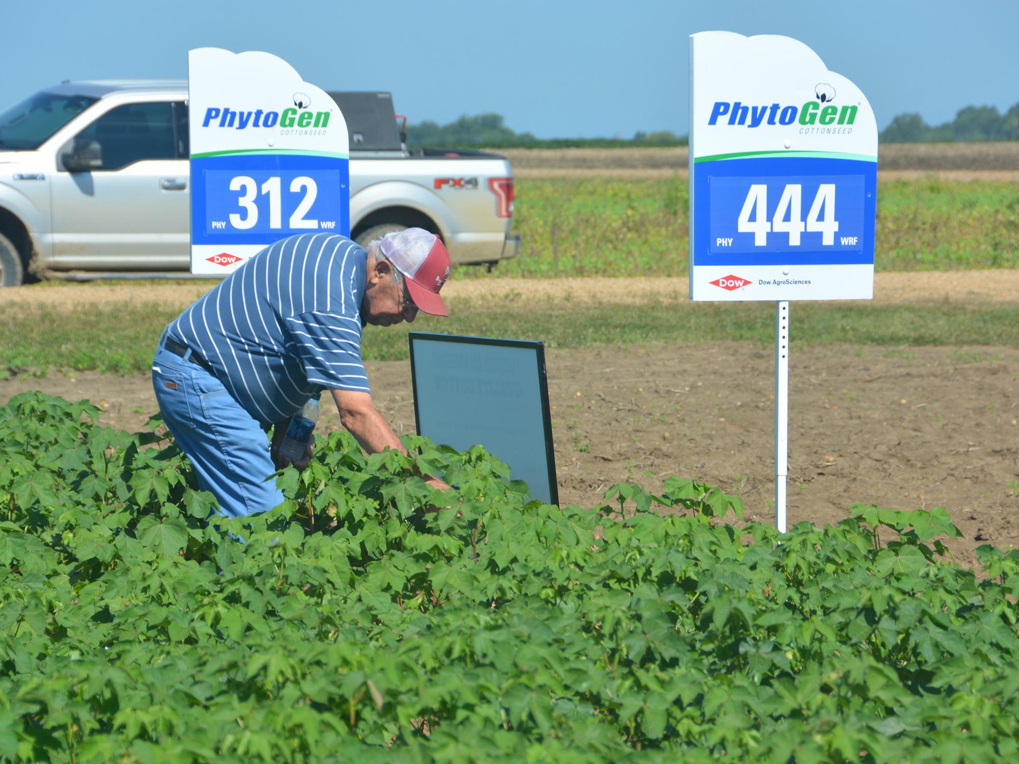 Award-winning farmer Paul Good examines cotton growing in Noxubee County during a Mississippi State University field tour on July 12, 2017. Good said he remembers a time when farmers did not grow cotton in the area, mostly because of boll weevils. (Photo by MSU Extension Service/Linda Breazeale)