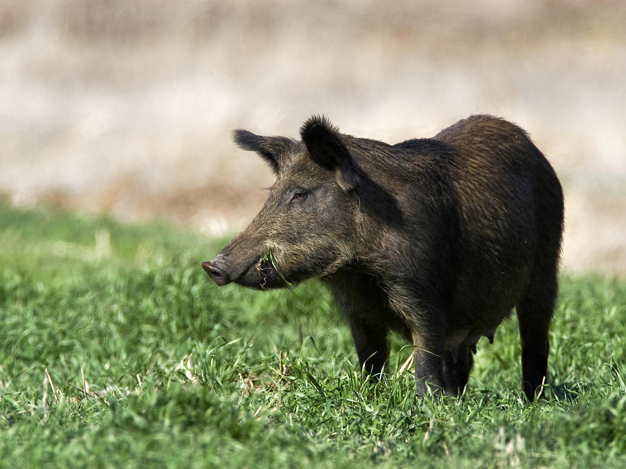 A brown wild hog forages in green grass.