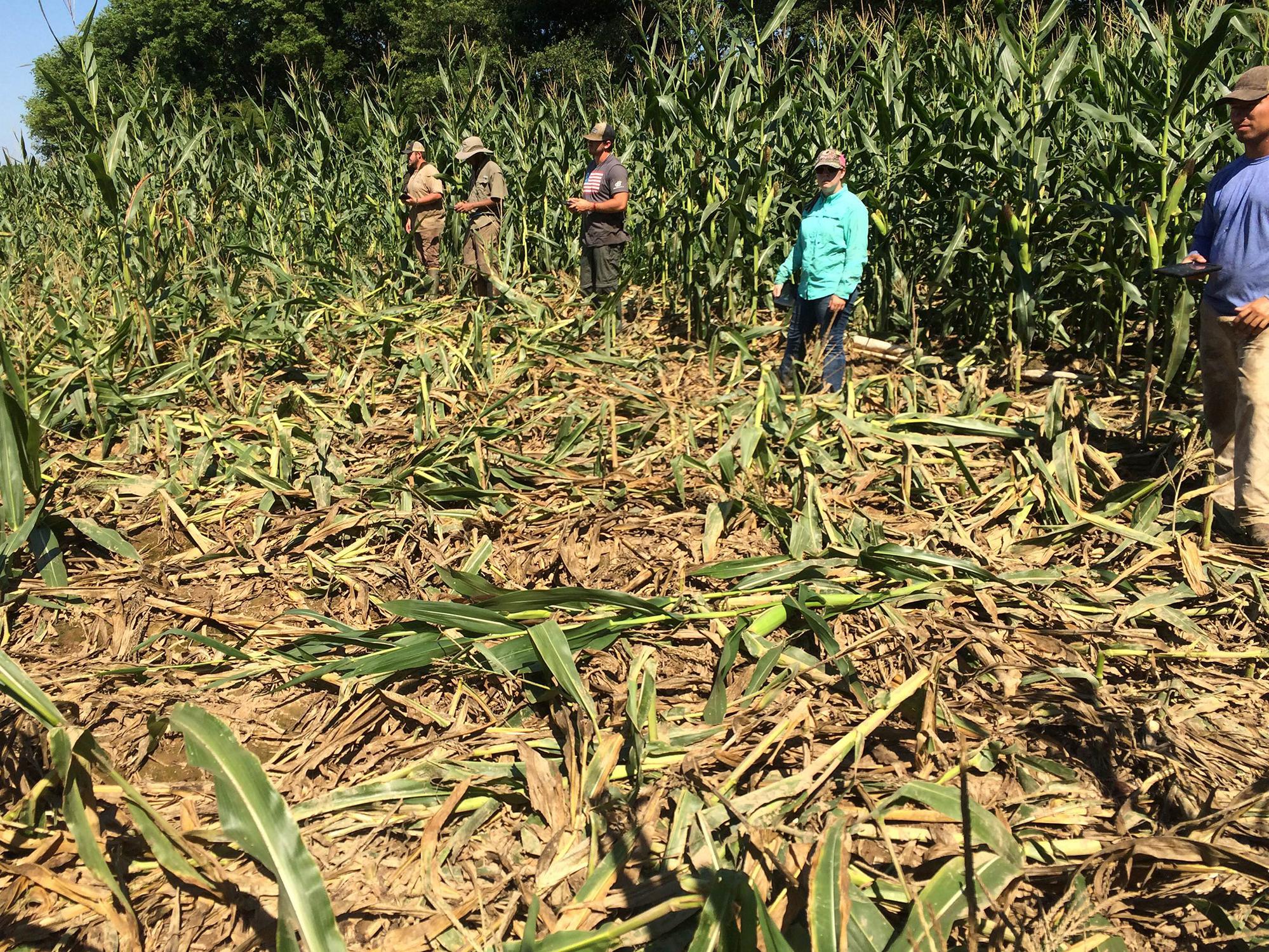 Five men stand in a cornfield around a large area of corn trampled down by wild hogs.