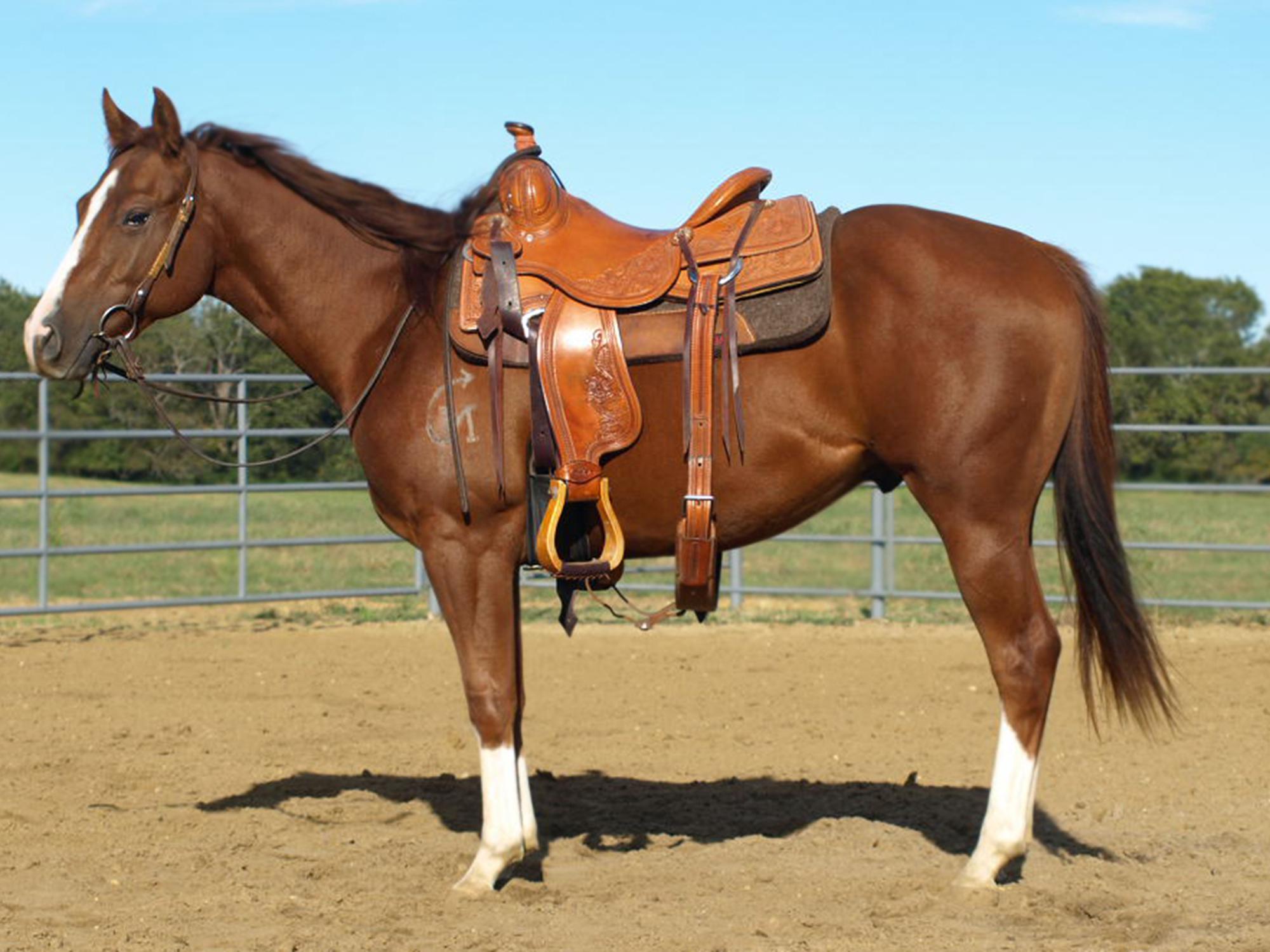 The side view of a bridled and saddled brown horse inside a corral.