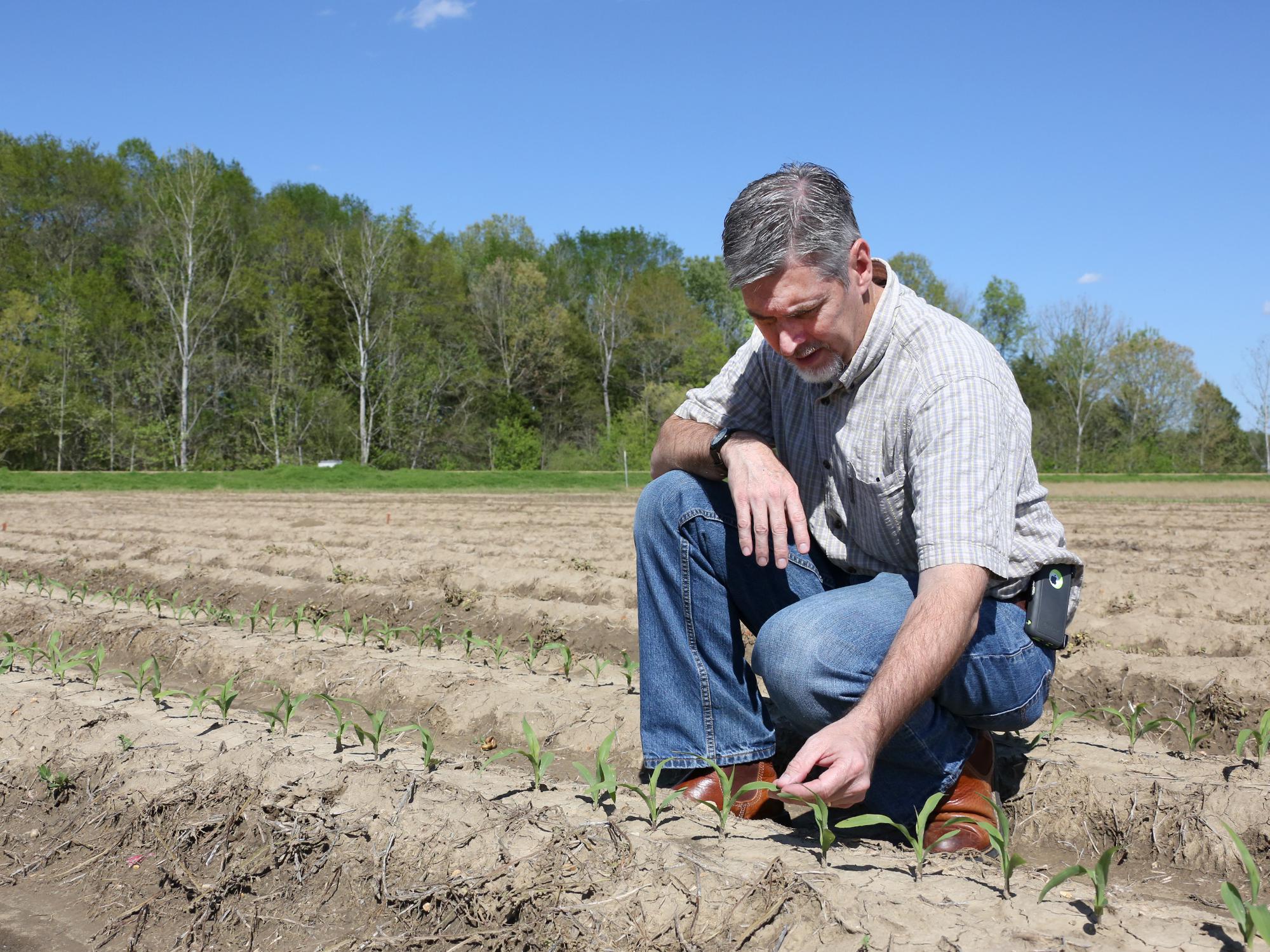 Producers took advantage of a break in the typical spring rains to get much of Mississippi’s corn crop planted in late March. Erick Larson, Mississippi State University Extension Service corn specialist, examined corn in Starkville, Mississippi, on April 5, 2017. (Photo by MSU Extension Service/Kat Lawrence)