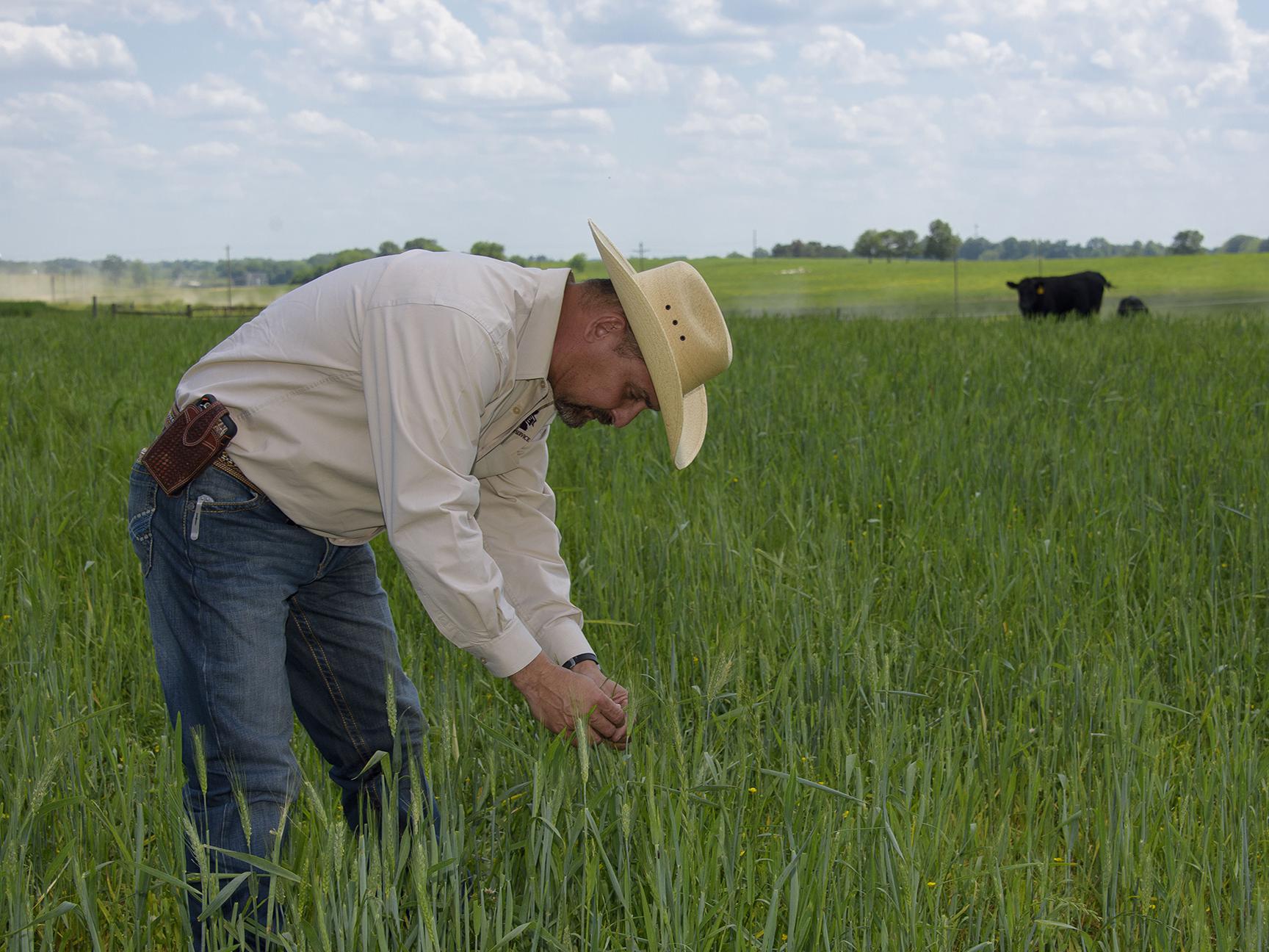 Mississippi State University Extension Service forage specialist Rocky Lemus inspects wheat interseeded with balansa clover at the H.H. Leveck Animal Research Center in Starkville, Mississippi, on April 20, 2017. (Photo by MSU Extension Service/Kevin Hudson)