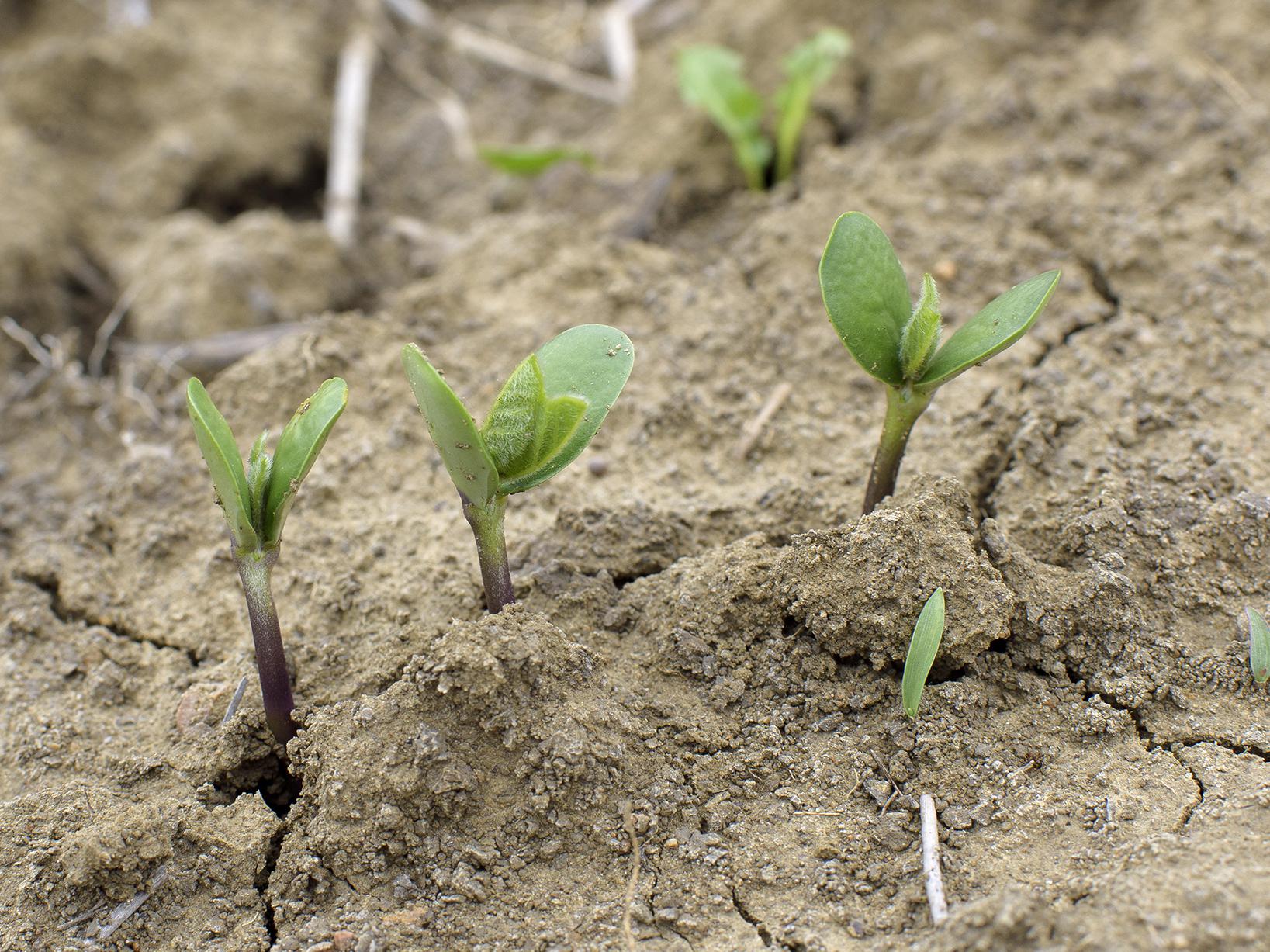 Growers planted the majority of Mississippi’s soybean crop well ahead of normal this year, thanks to favorable April weather. These recently emerged soybean plants on Mississippi State University’s Rodney Foil Plant Science Research Center were growing on May 3, 2017. (Photo by MSU Extension Service/Kevin Hudson)