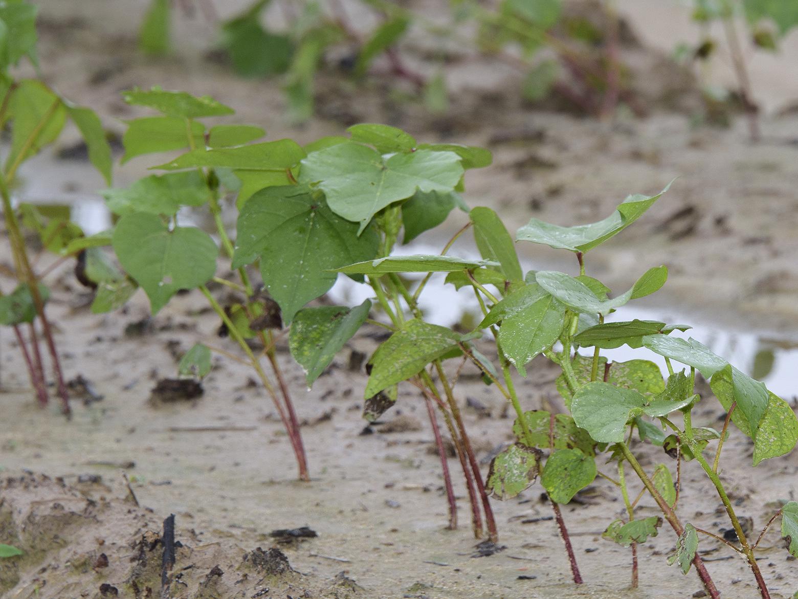Cotton across the state has been struggling with excess rainfall but remains in good shape at this point in the season. This cotton was growing in a saturated field June 22, 2017, at Mississippi State University in Starkville. (Photo by MSU Extension Service/Kevin Hudson)