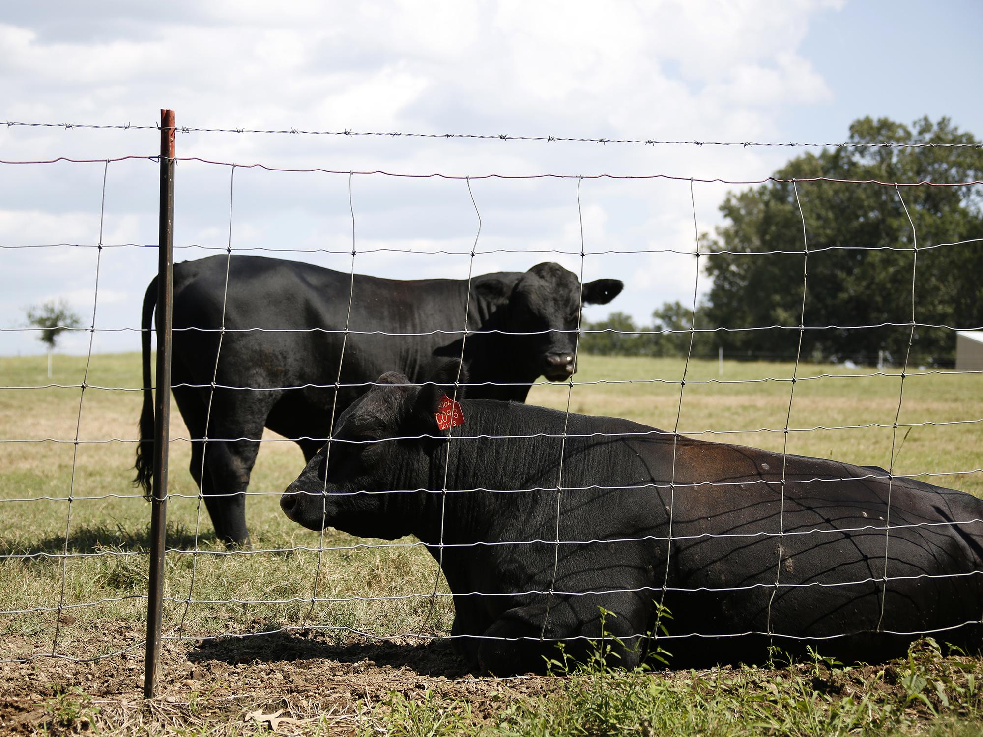 Two black cows in pasture