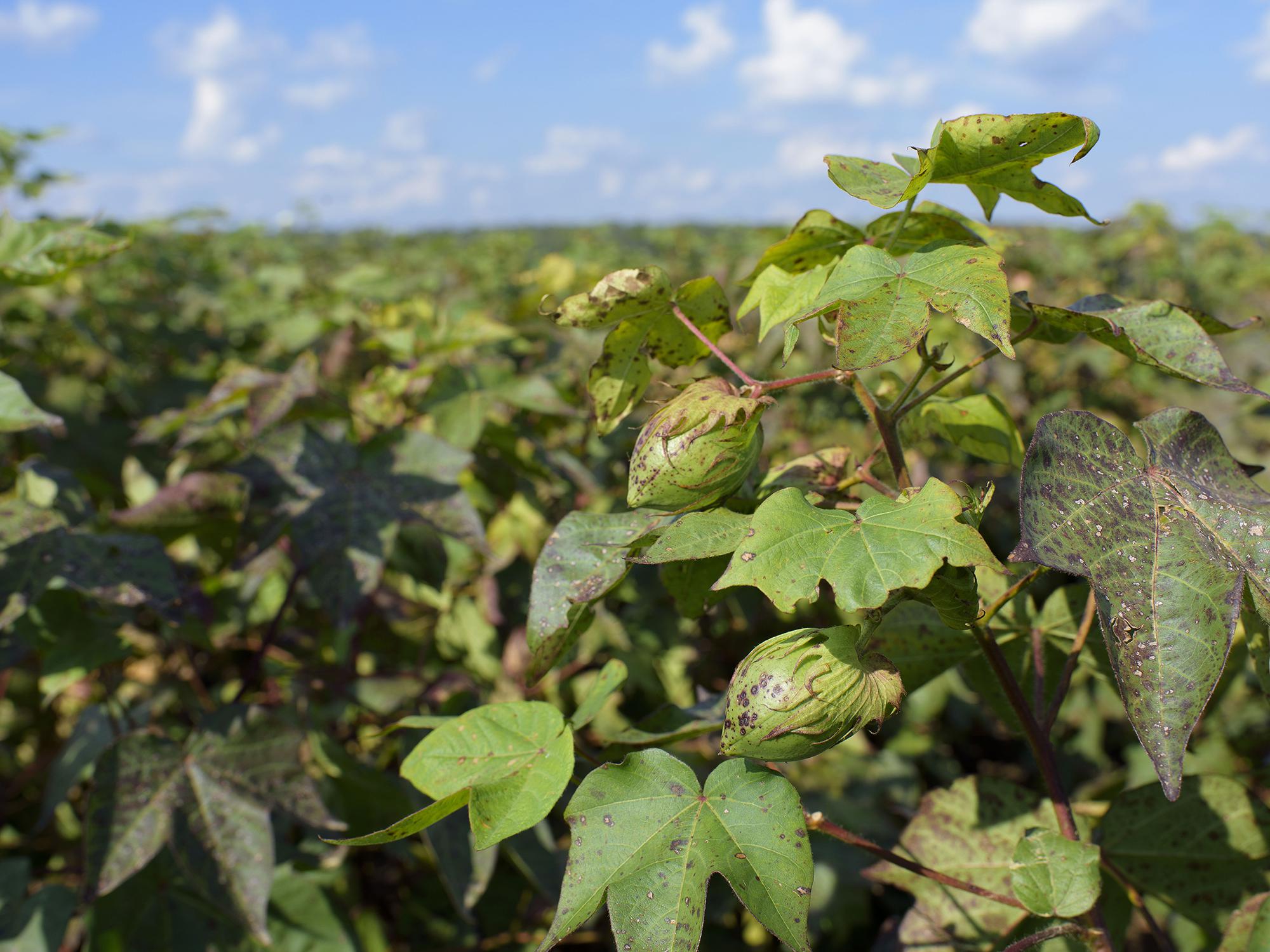 A closed boll is seen on a cotton plant growing in a field.