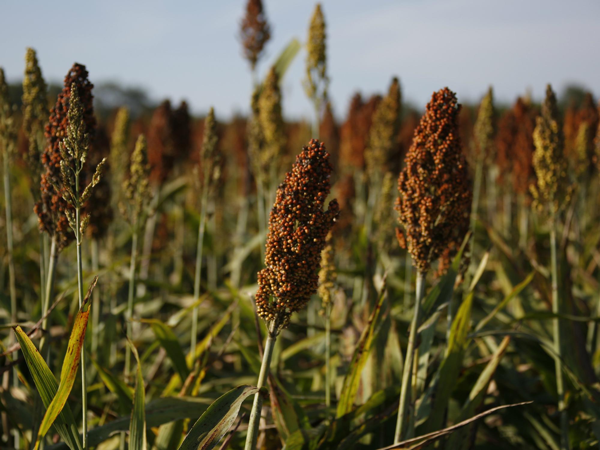 Close up of a head of grain sorghum full of tiny brown seeds, along with other plant heads in the field around it.