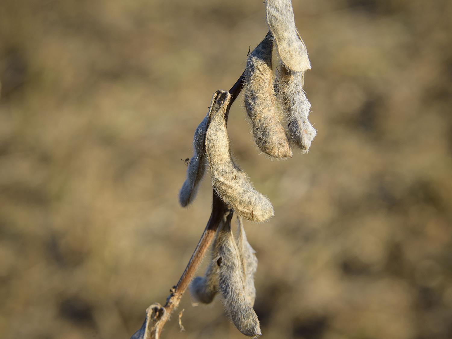 Photo shows mature, dried soybean pods hanging against a brown, natural background.