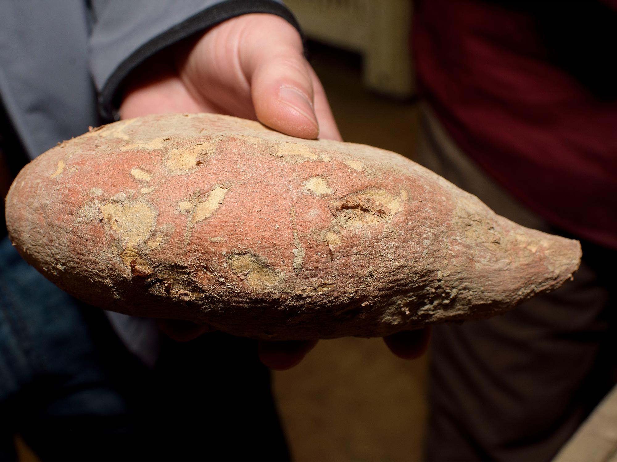 A sweet potato with a pink and brown outer surface is shown close up.