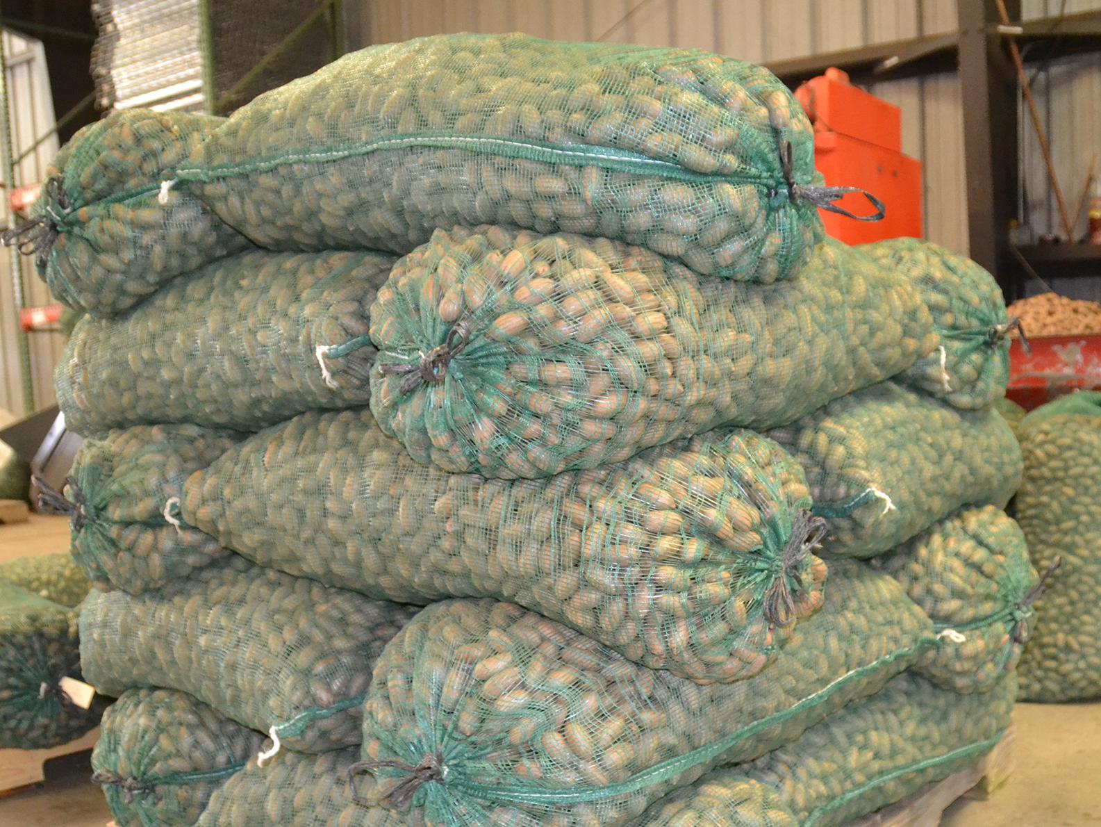 About a dozen large, 50-pound bags of unshelled pecans are piled on top of a wood palet.