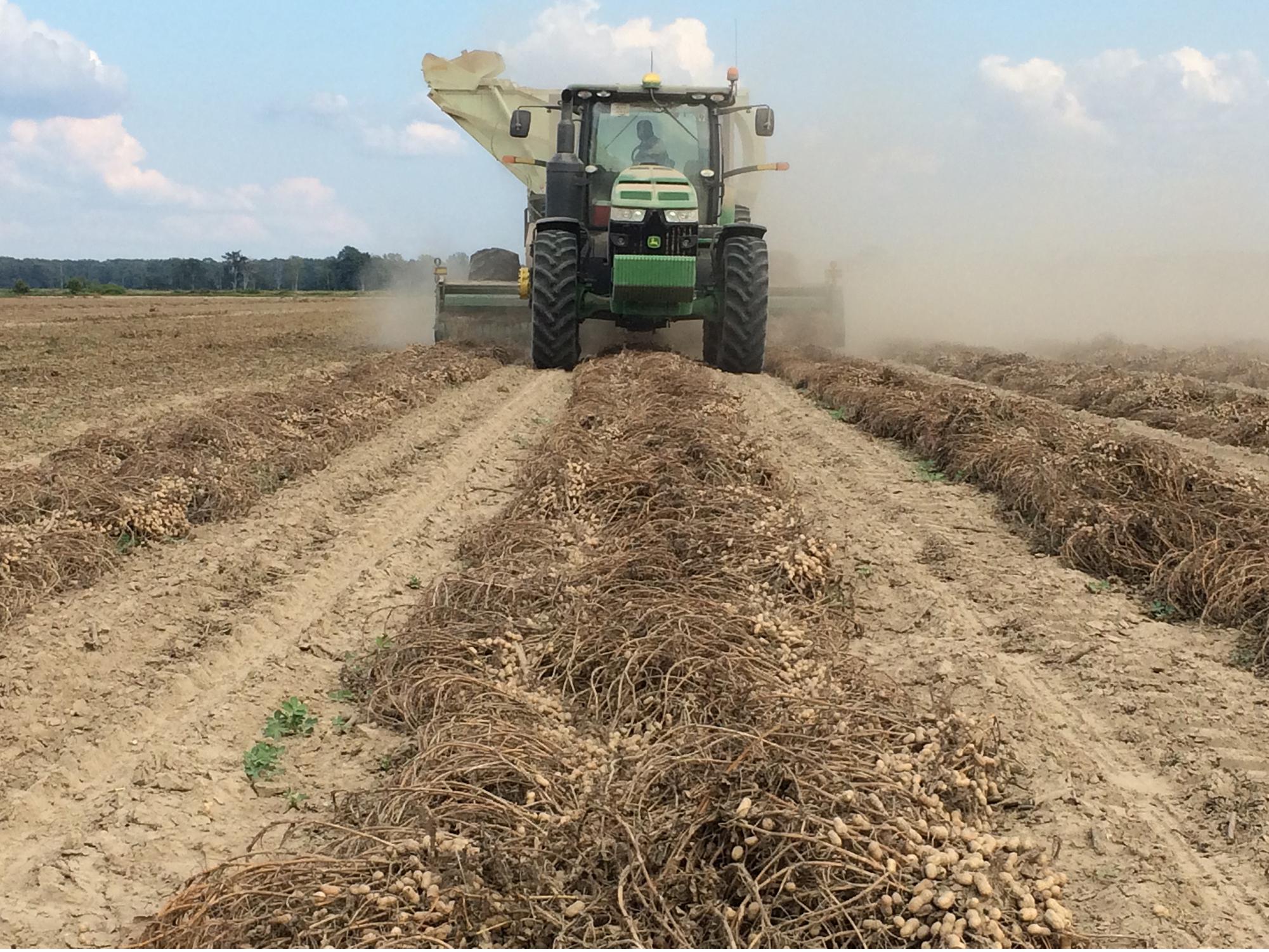 A green combine rolls through a peanut field. In the foreground, peanuts waiting to be harvested rest on the ground.