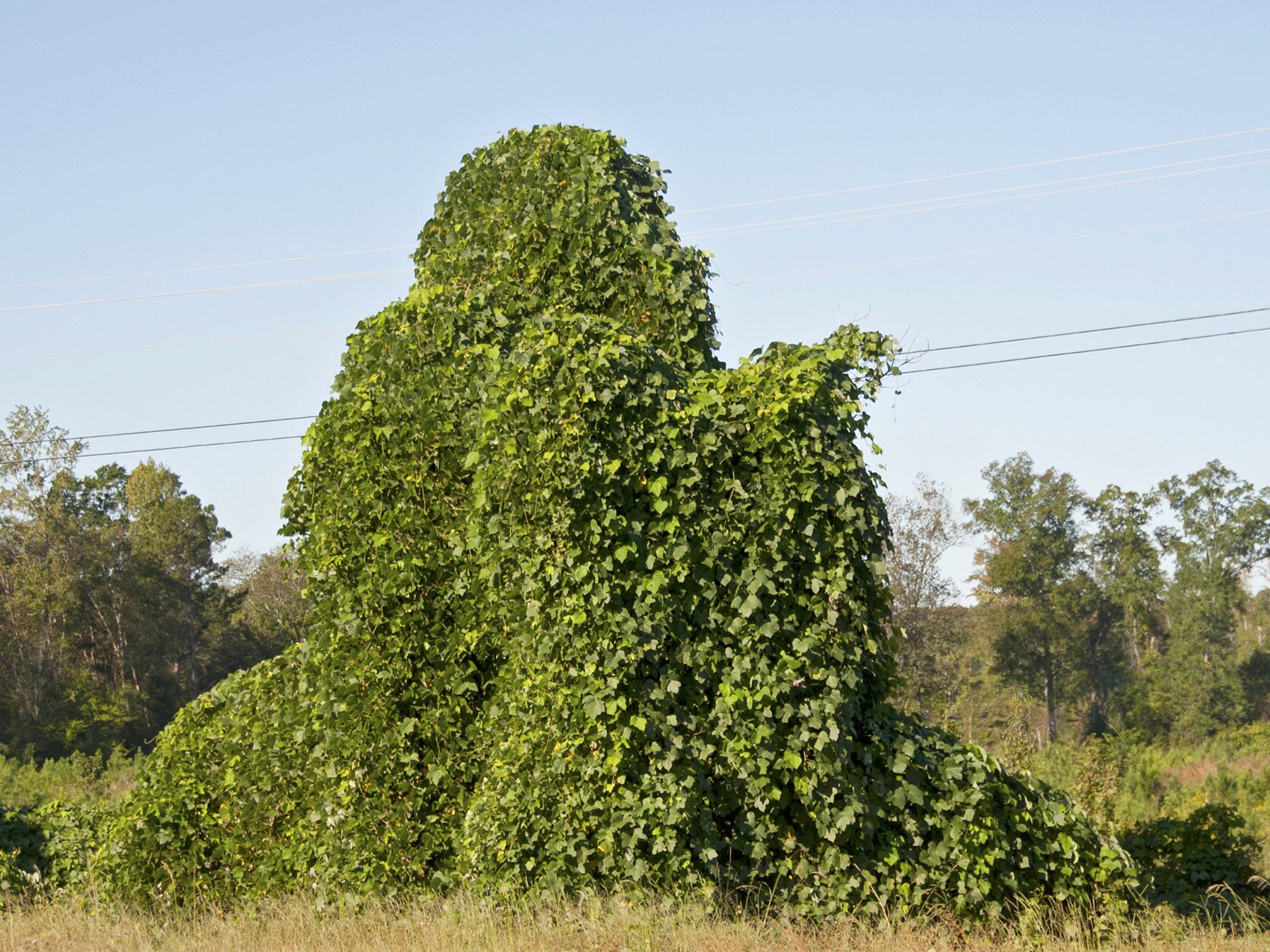 Kudzu is one of many invasive species of plants, insects, fish and mammals competing with Mississippi’s native species for resources. (File photo by MSU Ag Communications/Kat Lawrence)