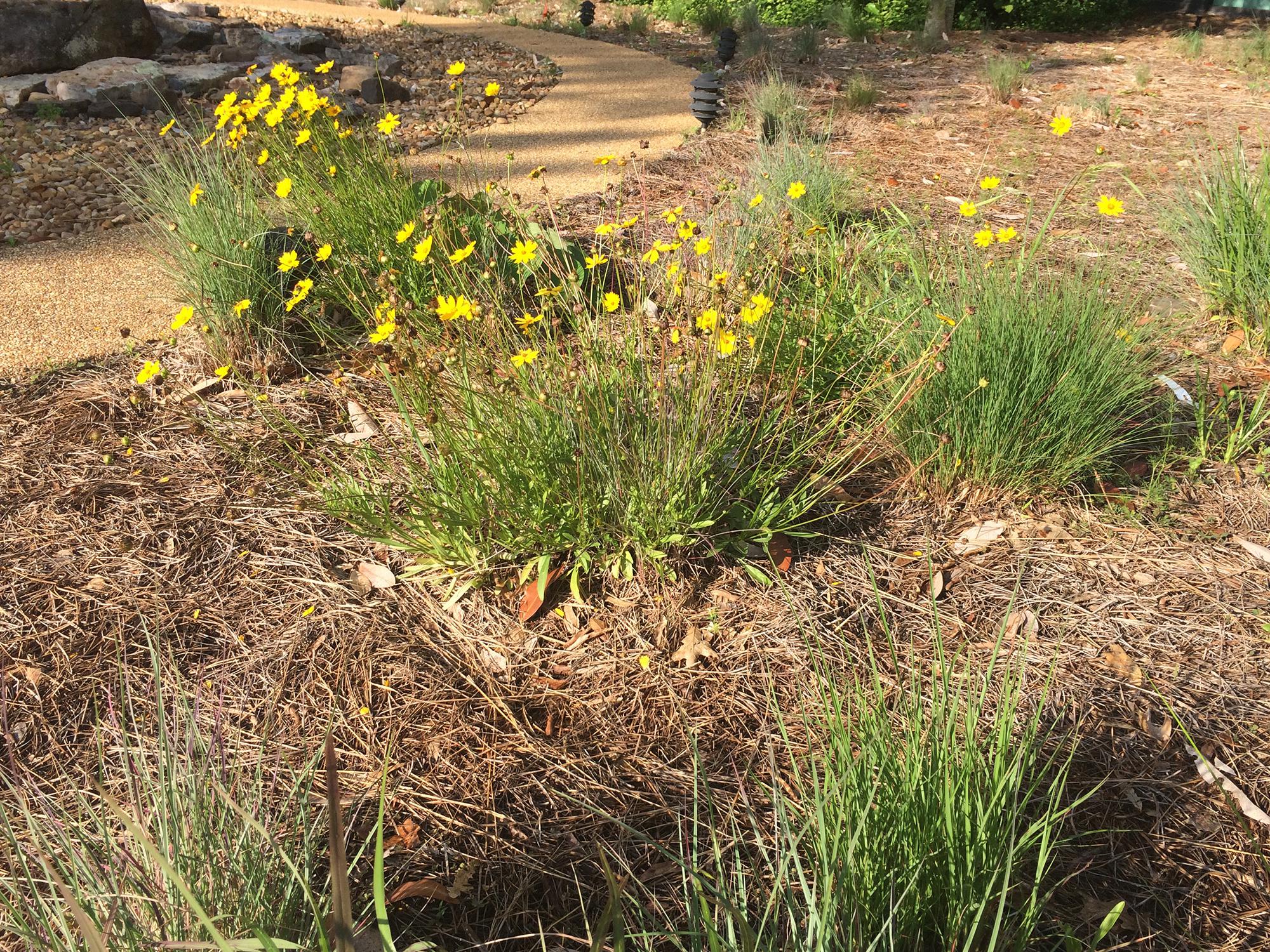 Throughout hot, dry seasons, pine straw serves as a perfect mulch around native plants in this rock garden outside of Thompson Hall at Mississippi State University. (Photo by MSU Extension Service/Beth Baker)