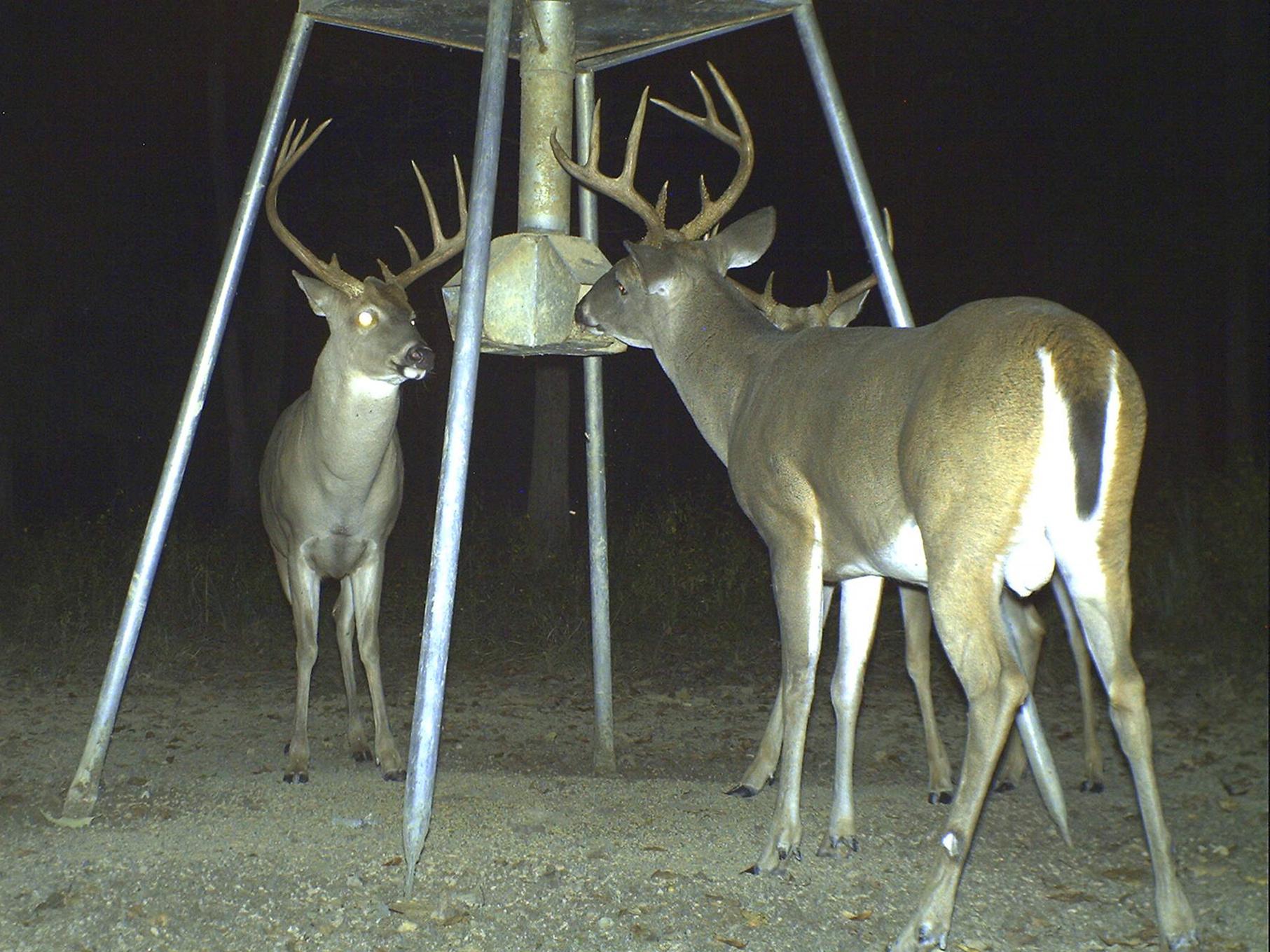Now that it is legal to feed corn all year and hunt over grain on private lands during deer season, hunters may see fewer deer moving around after sunrise. (File photo by MSU Extension Service)