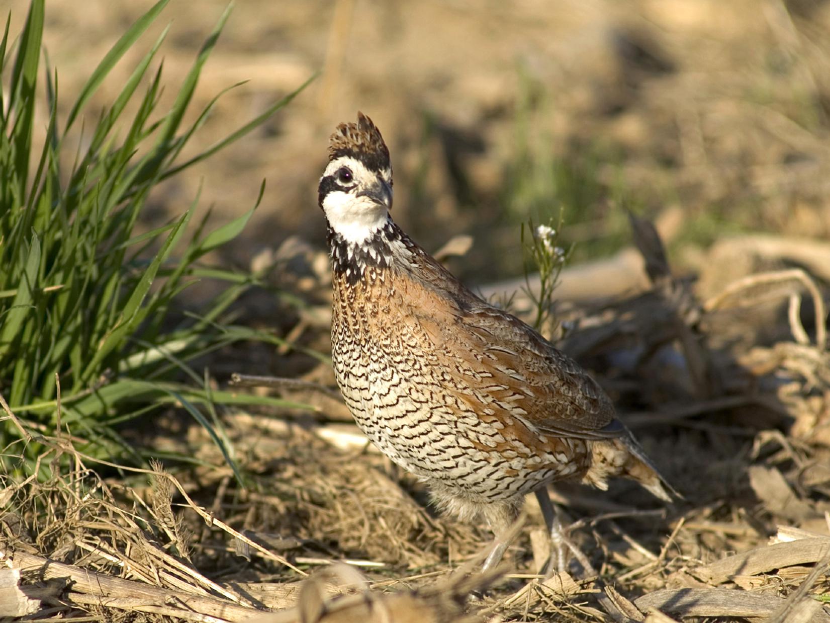 The best way to reduce the decline in northern bobwhite quail populations is to intentionally provide habitat conditions critical to their survival. (MSU Extension Service file photo)