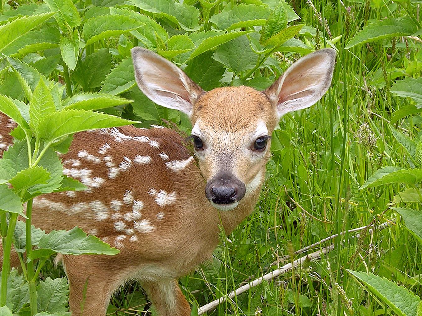 A stray fawn may look vulnerable and alone, but the mother is usually nearby keeping a watchful eye on her offspring. (Stock photo)