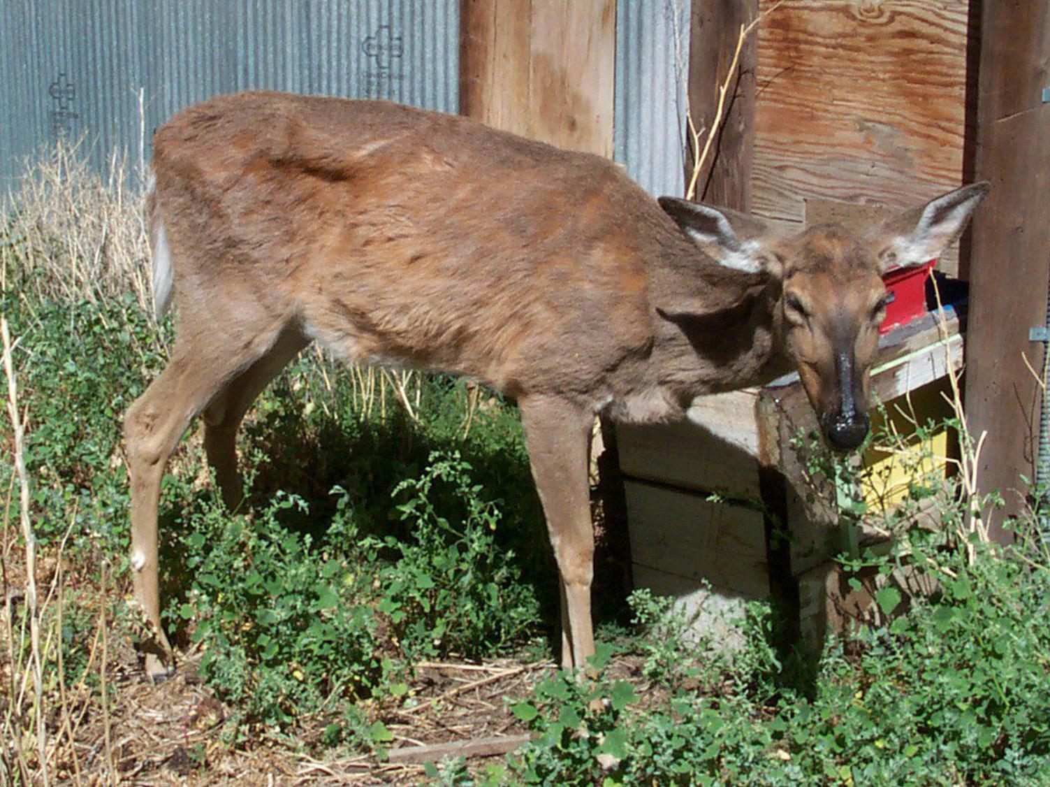 This Wyoming deer suffers from chronic wasting disease, a highly contagious illness that is now present in 23 states. Although the disease is undocumented in Mississippi, it poses a real, potential threat to the state’s deer herd. (Photo Credit: Wyoming Game and Fish Department and the CWD Alliance)
