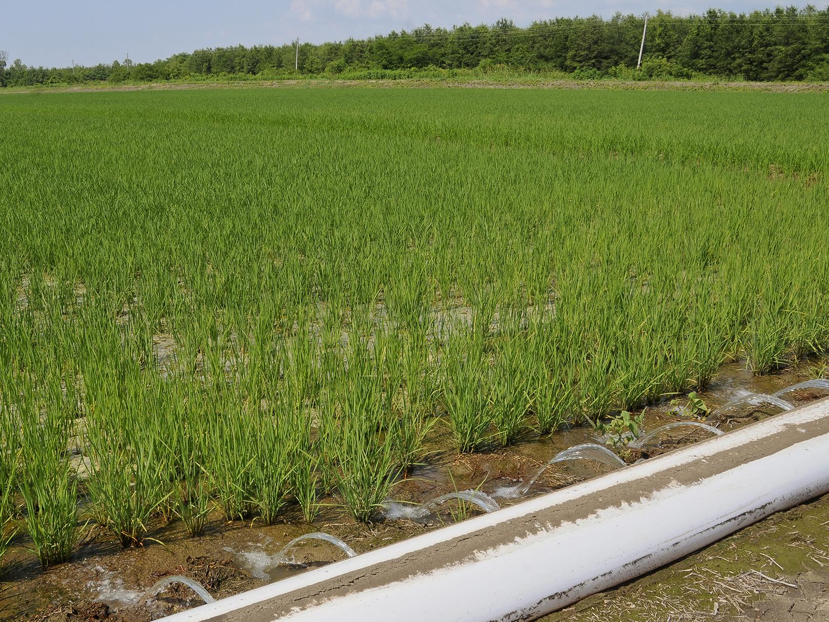 Computerized hole selection provides furrow irrigation of rice with water from a tailwater recovery system in the Mississippi Delta. (MSU Extension Service file photo)