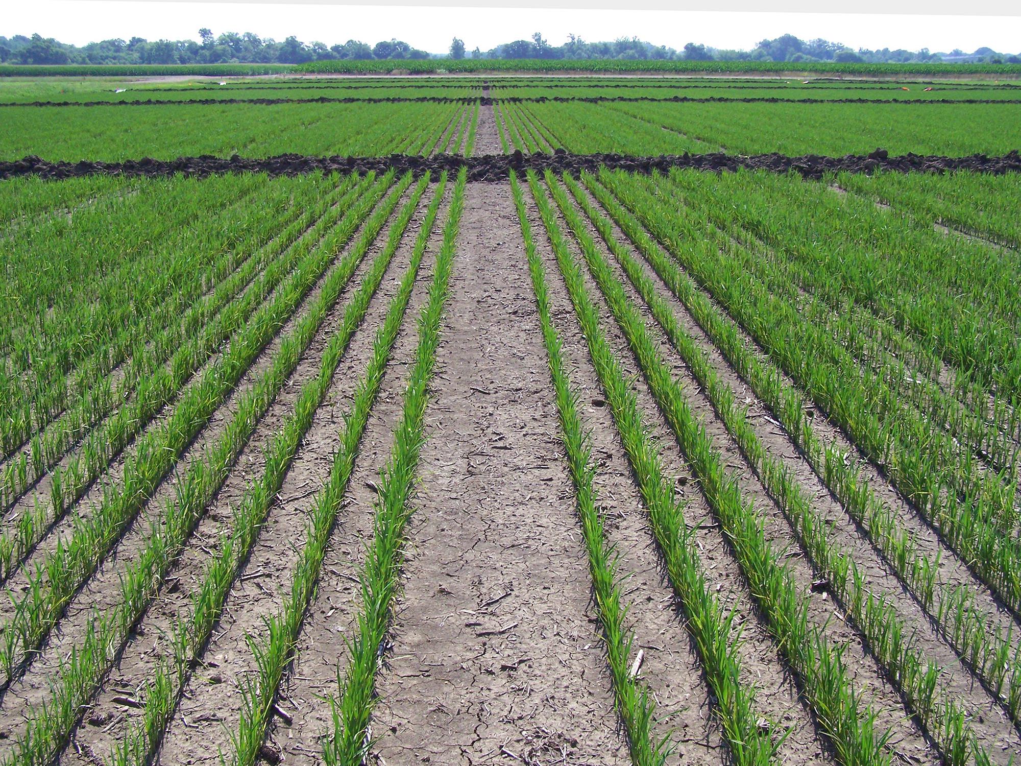 This 2016 rice field is growing the Thad variety of foundation seed stock at the North Mississippi Research and Extension Center in Verona, Mississippi. Most of the 2017 rice crop is at or beyond this growth stage that is ready for floodwaters. (File photo by Mississippi Foundation Seed Stock/Randy Vaughan)