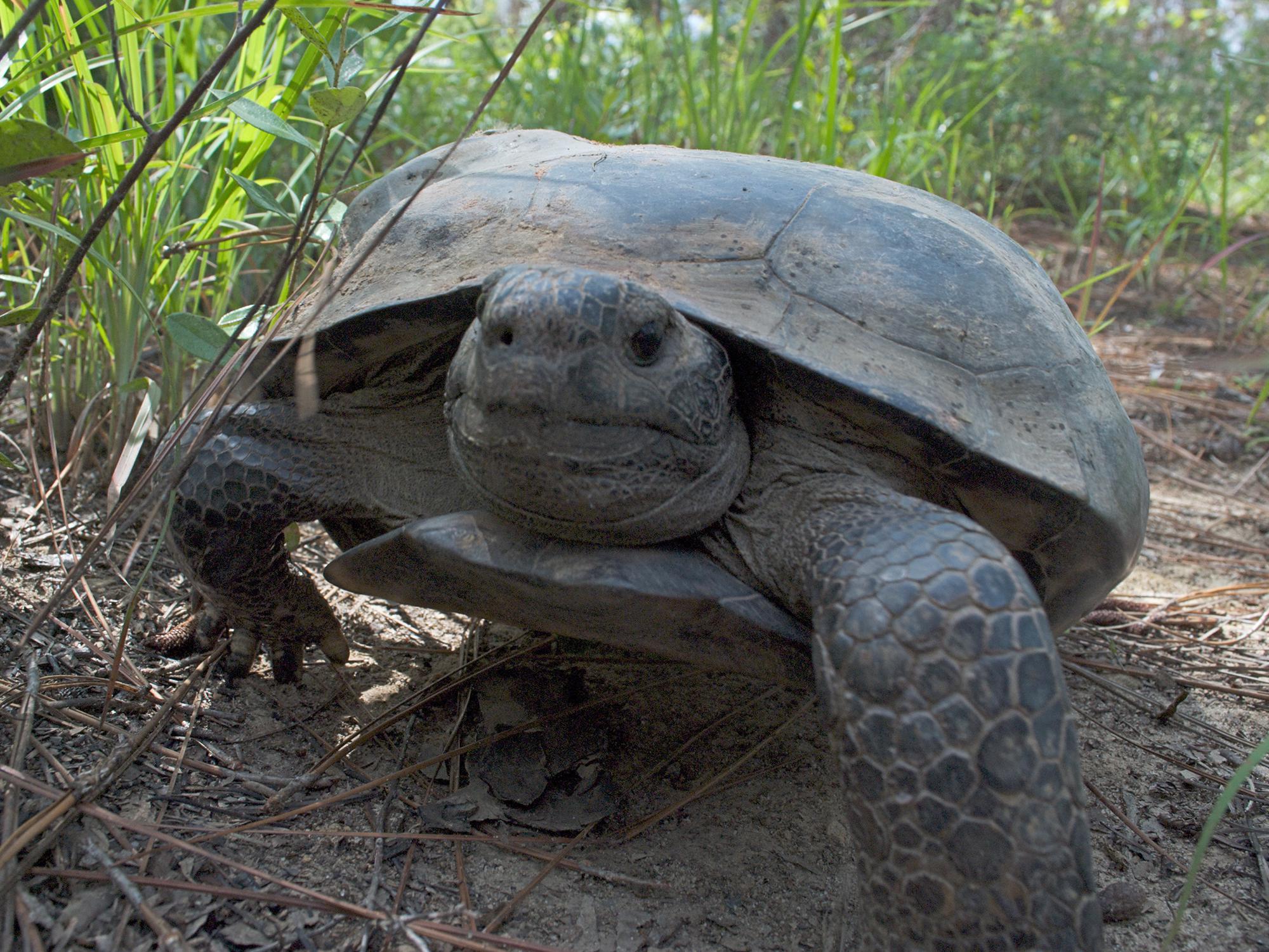 A gopher tortoise walking in one of south Mississippi's remaining longleaf pine forest.