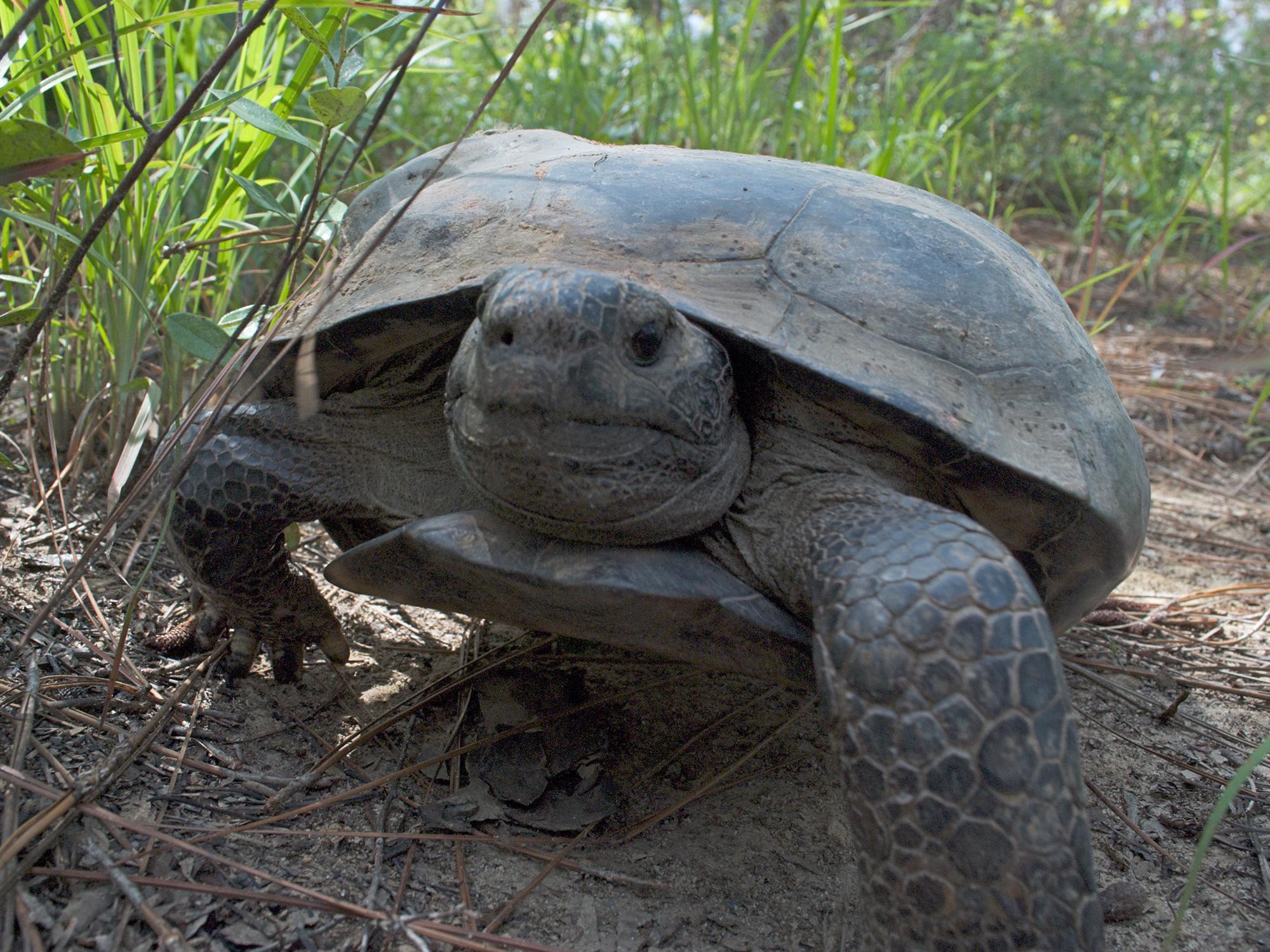 A gopher tortoise walking in one of south Mississippi's remaining longleaf pine forest.
