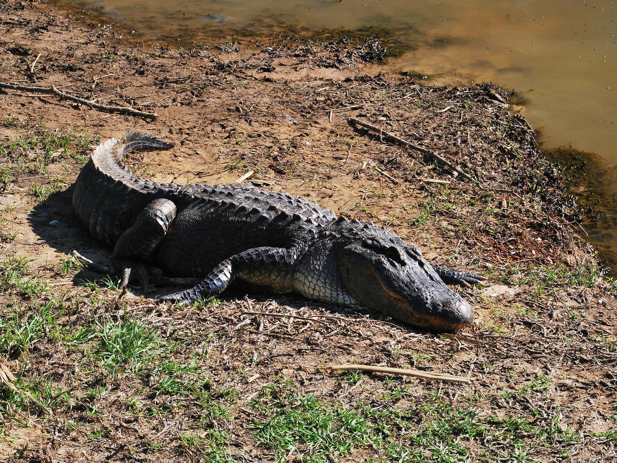 A large alligator rests on the shoreline beside water on a sunny day.