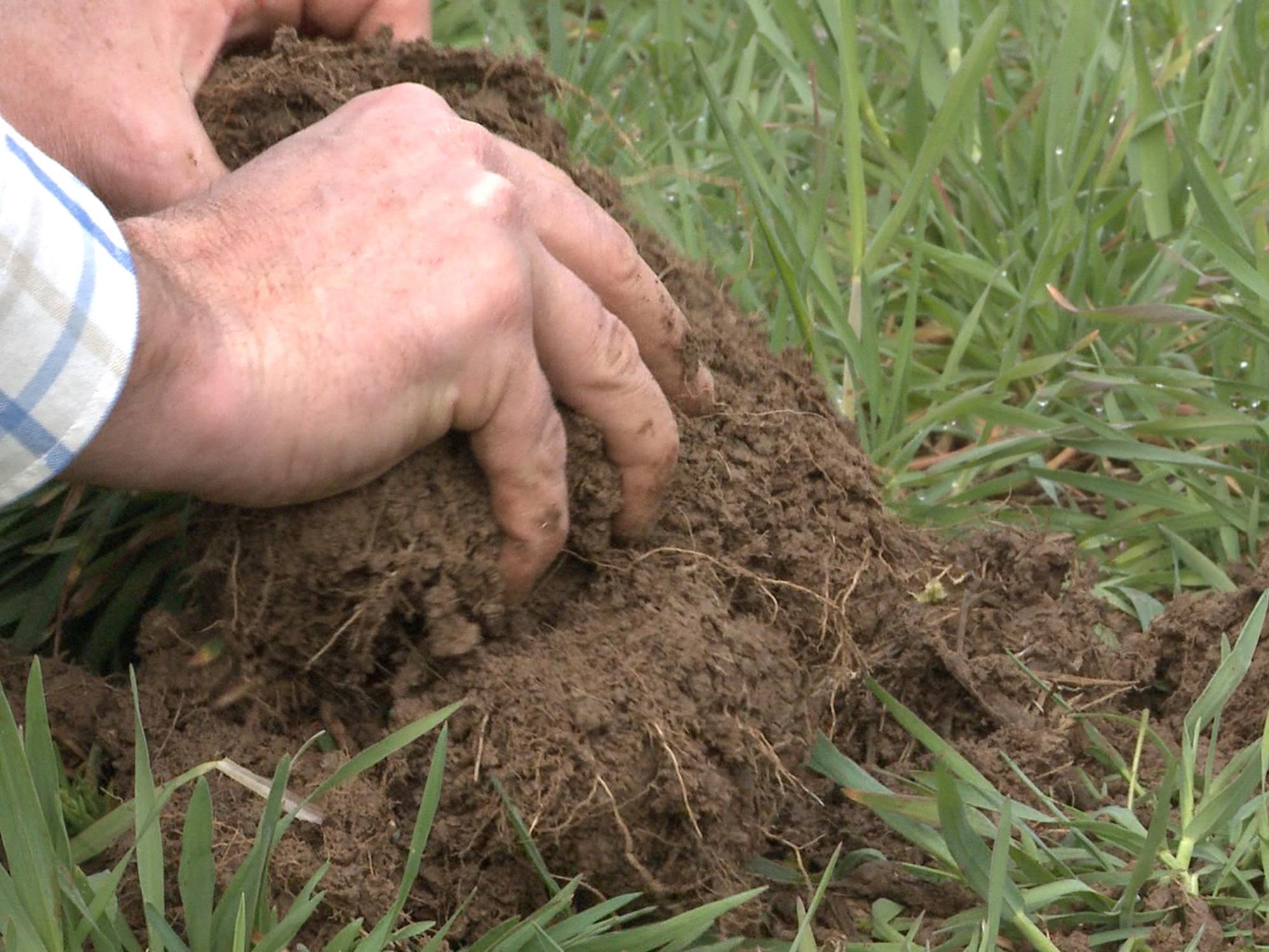 A pair of hands pull rich soil from the ground with green grass around it.
