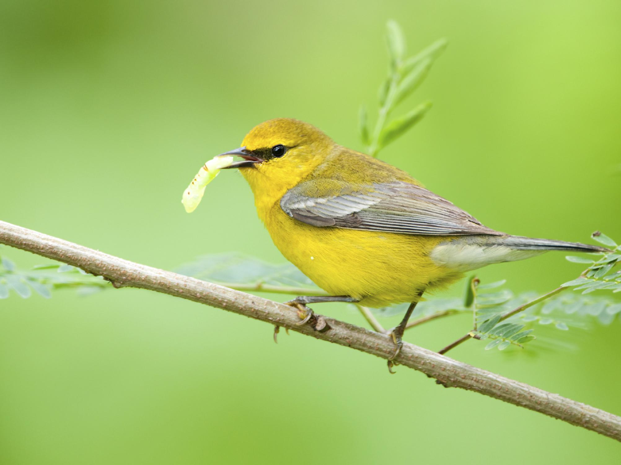 A small yellow bird holding a worm in its beak while perched on a small tree branch.