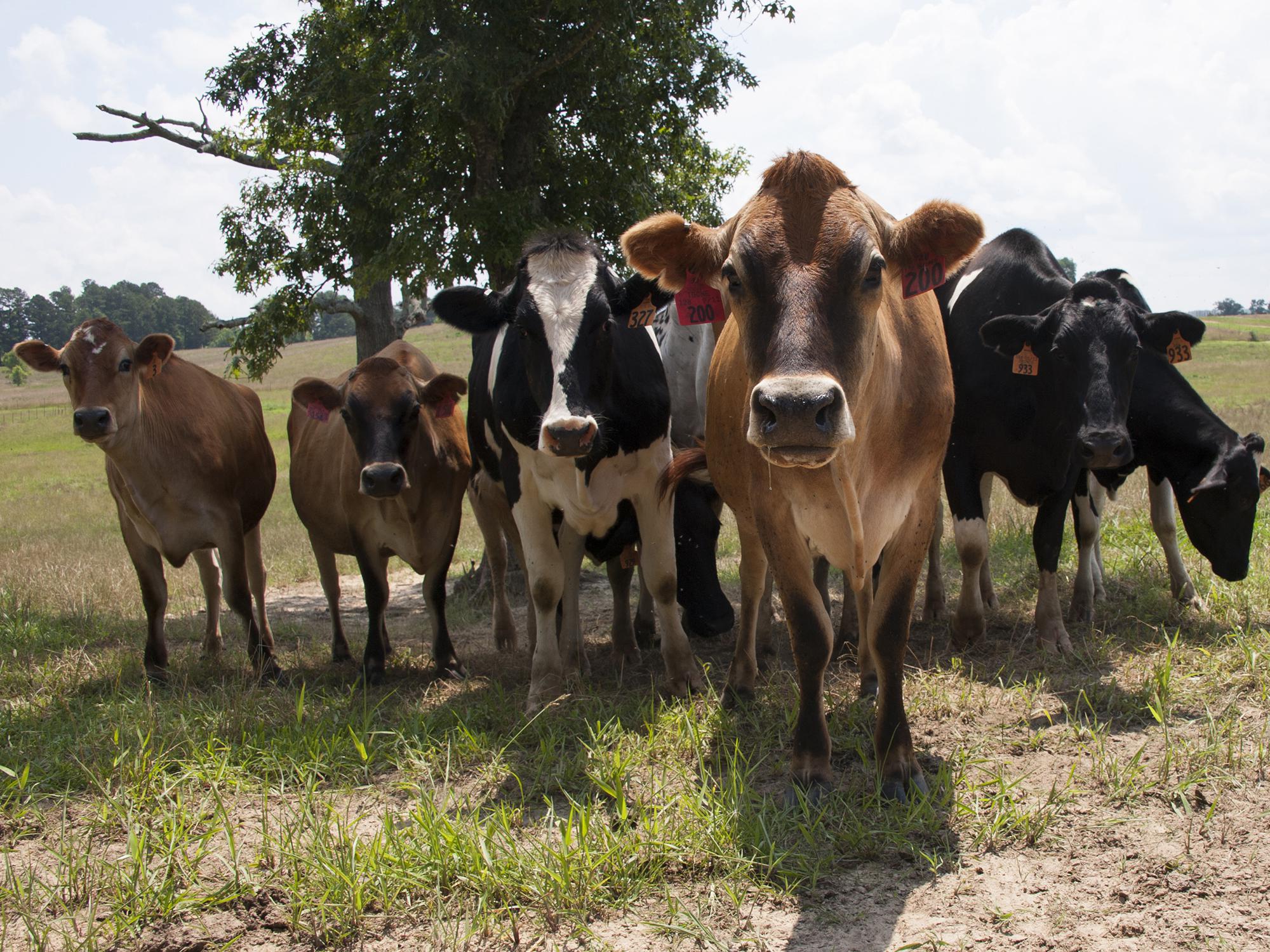Dairy producers can visit the 2017 Mississippi State University Dairy Open House May 20 at the Bearden Dairy Research Center near Starkville to see how MSU researchers handle their herd. (Photo by MSU Extension Service/Kat Lawrence)