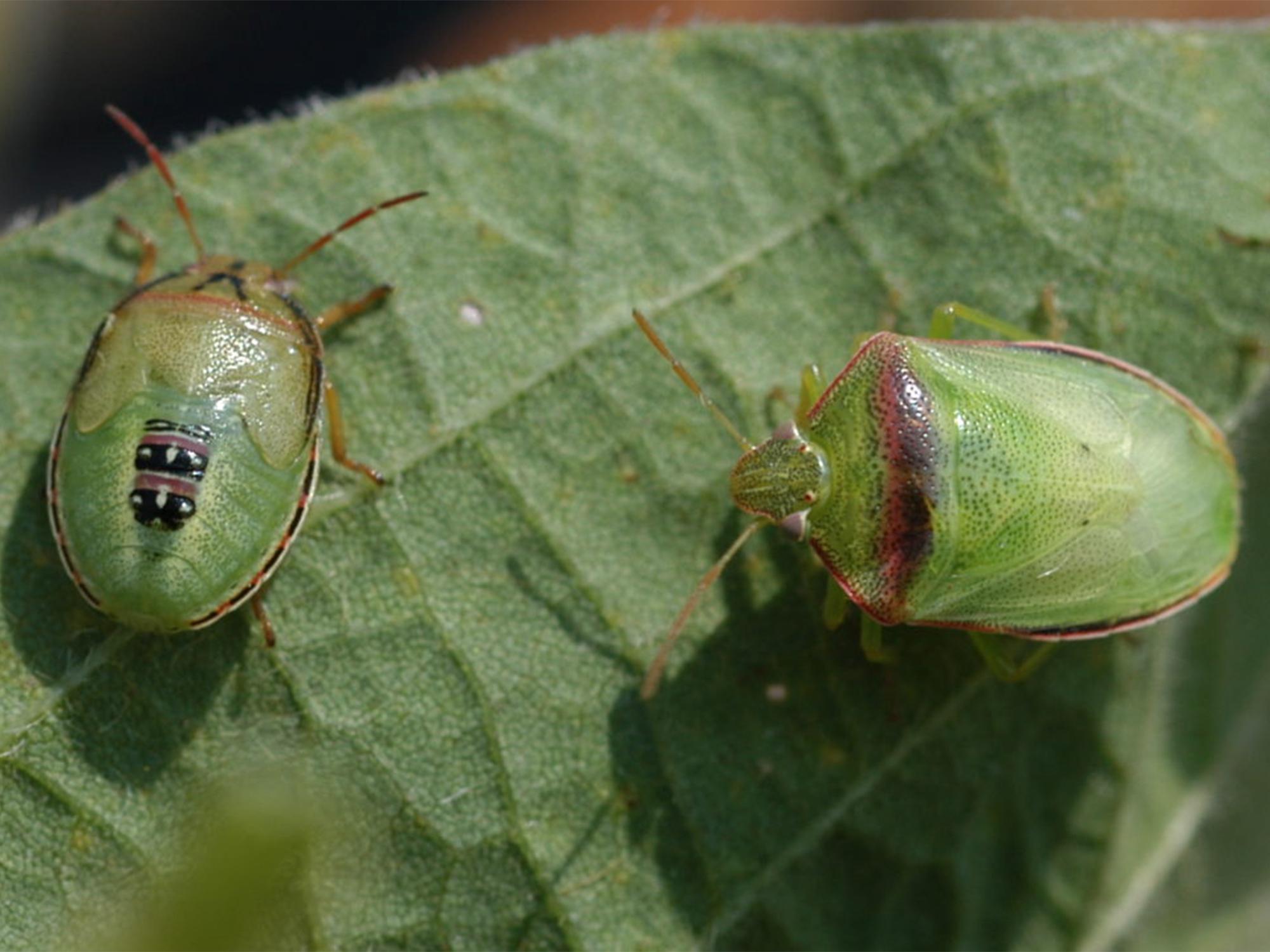 Due to recent heavy rains, many producers have been unable to effectively treat soybean fields for Redbanded stink bugs, a significant and less common insect pest in areas of the Southeast. An emergency forum will be held at 2 p.m. on Aug. 17 at the Capps Center in Stoneville, Mississippi, to address producer concerns. (Photo by MSU Extension Service/Angus Catchot)