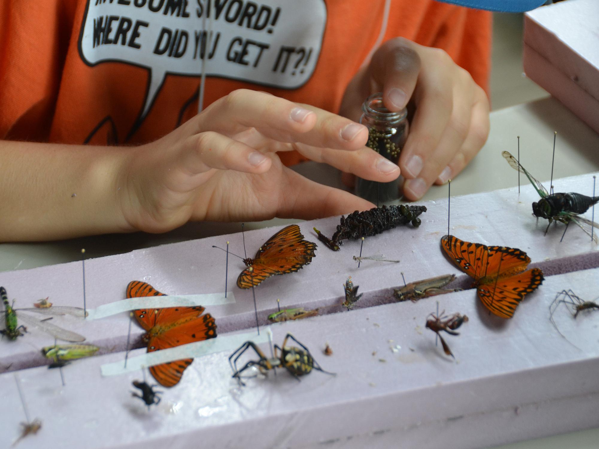 A child’s hands poised above a collection of colorful insect specimens, pinned to Styrofoam blocks.