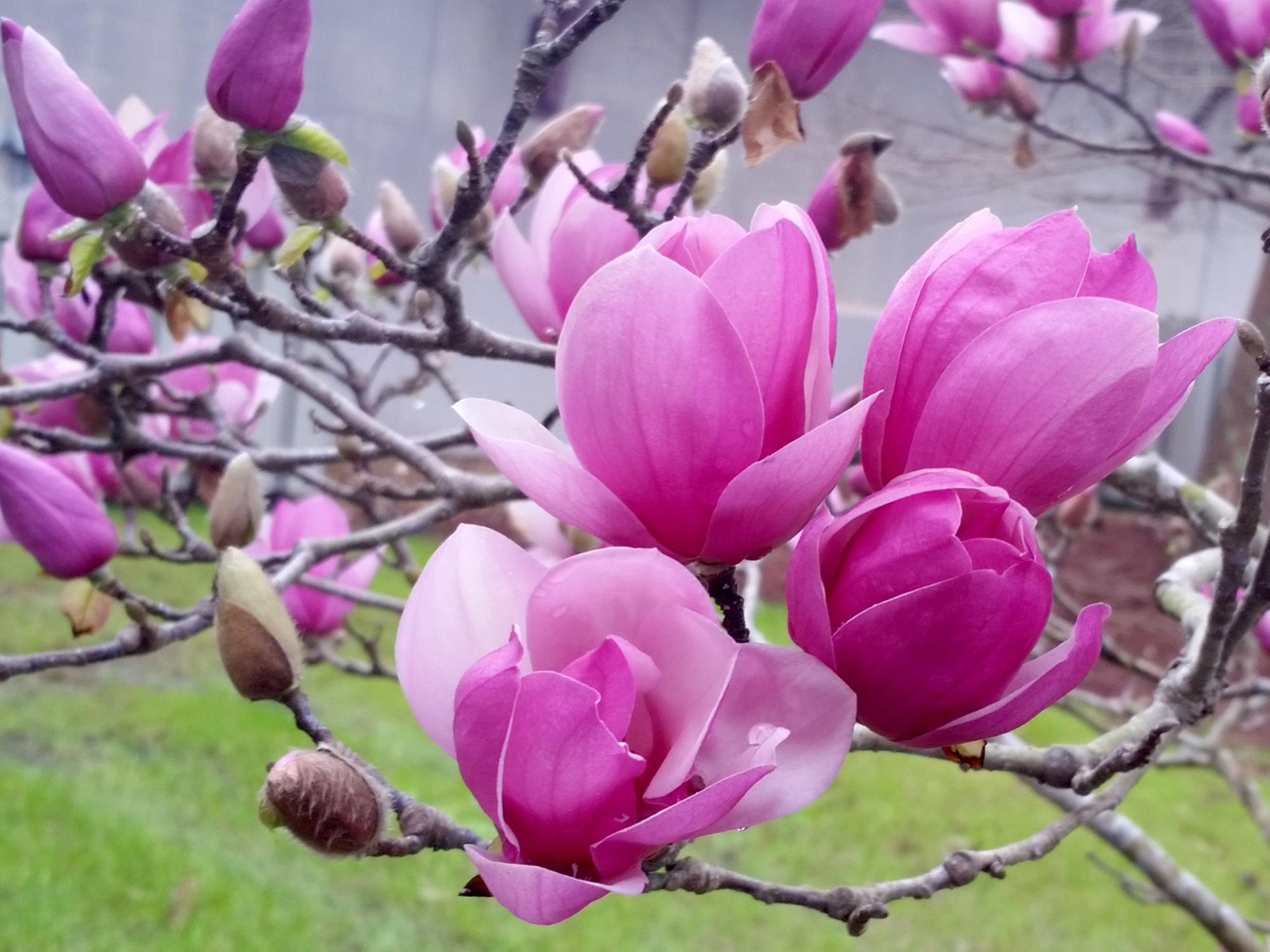 Saucer magnolias bloom before the leaves emerge with huge, white, pink or bold-purple flowers that reach up to 10 inches across. (Photo by MSU Extension/Gary Bachman)