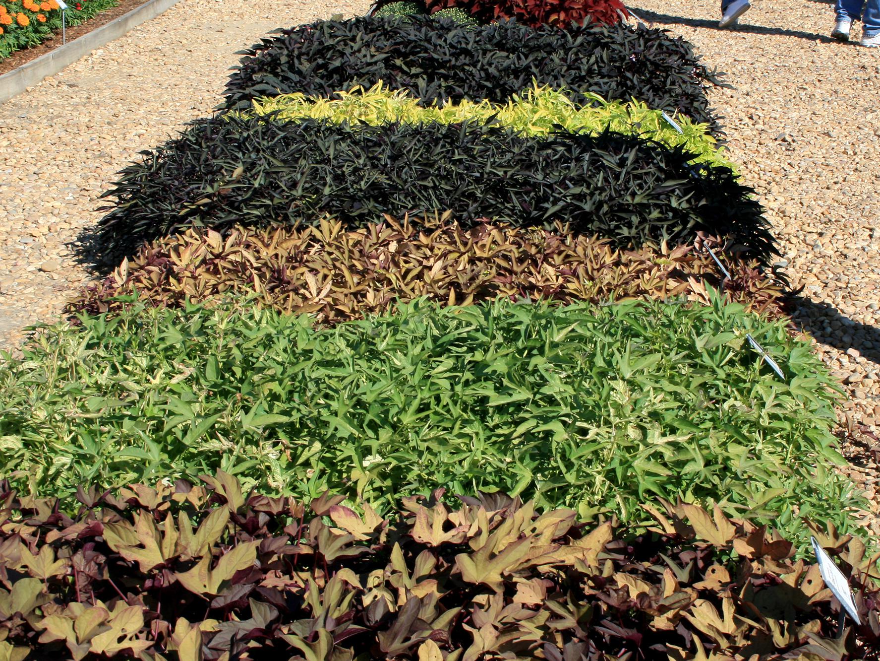 The ornamental sweet potato is a go-to choice for large areas that need some kind of colorful ground cover. It is a great plant for massing and comes in a wide variety of colors and textures. (Photo by MSU Extension/Gary Bachman)